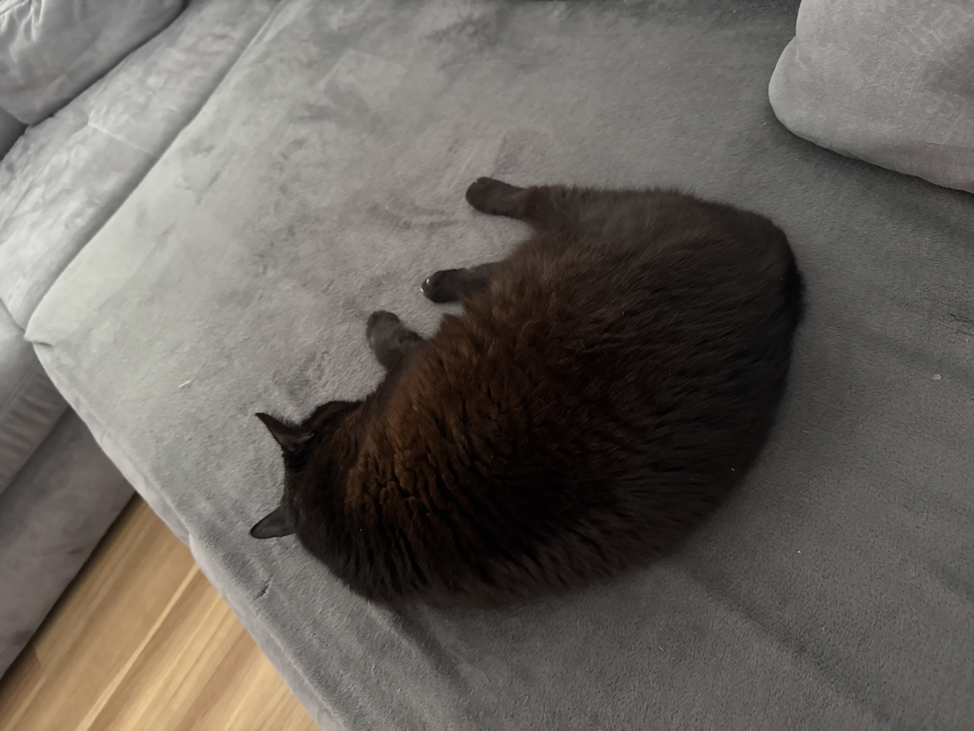 A dark brown cat is curled up and sleeping on a plush, grey couch. The couch is located in a living room with light wood flooring visible in the background. The cat's fur is dense and appears soft. Its paws are tucked underneath its body, and its tail is curled around its body. The lighting in the room is dim, creating shadows on the couch.
