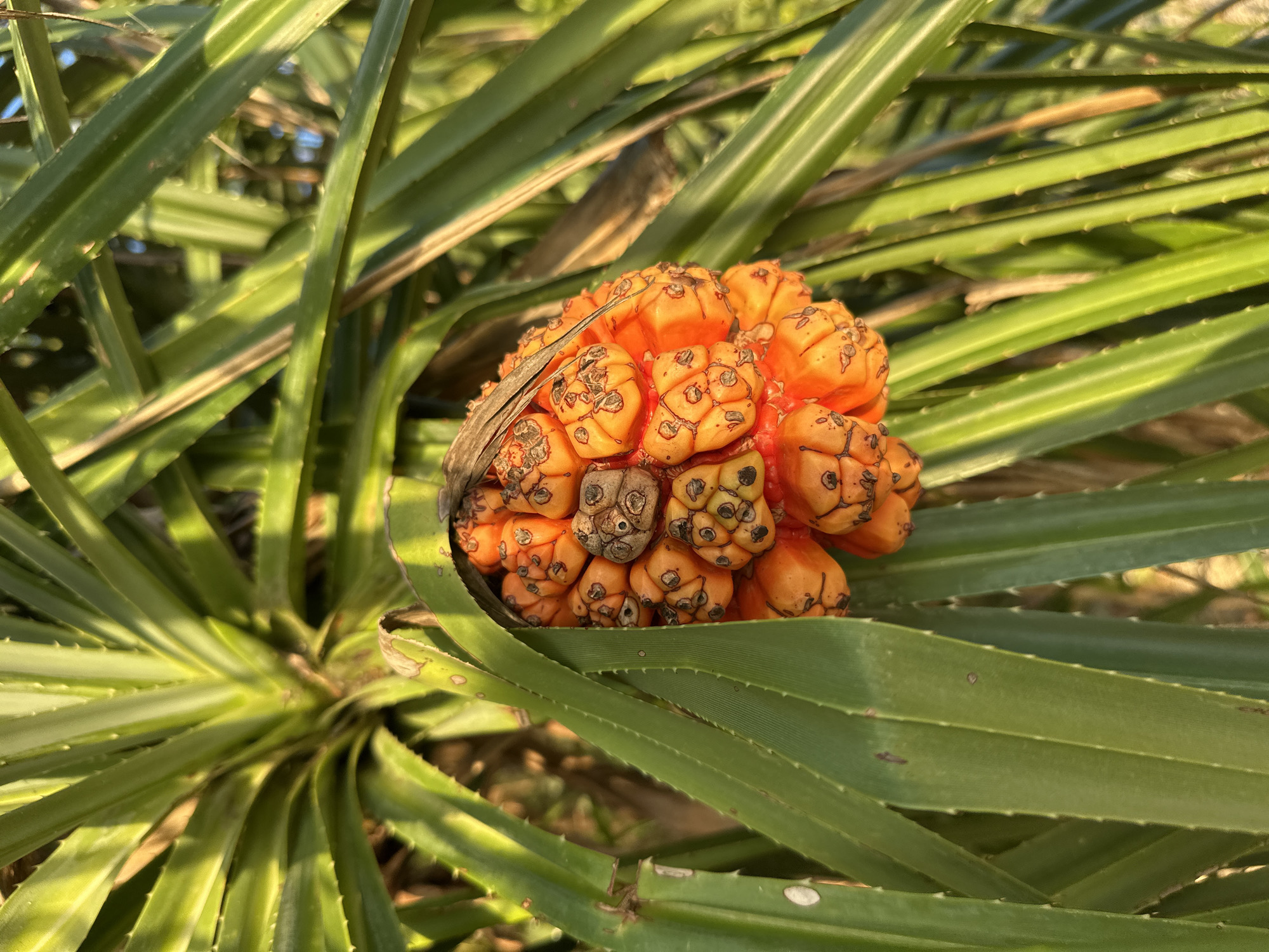 In Baan Taling Ngam, Thailand, a close-up, eye-level shot showcases the vibrant, orange fruit of a pandanus tree, nestled amongst its long, green, spiky leaves. The fruit is a cluster of individual segments, each roughly hexagonal, with some displaying dark, circular markings. The sunlight casts a warm glow on the scene, highlighting the texture of both the fruit and the foliage. The background is softly blurred, suggesting a natural, outdoor setting, possibly a garden or a coastal area.