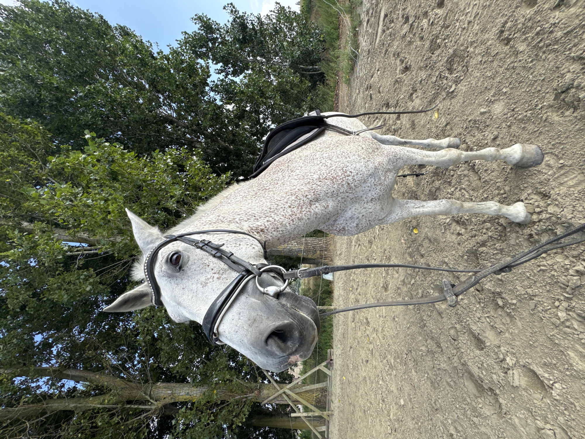 The image shows a dappled grey horse standing in a sandy arena. The horse is wearing a bridle and a saddle. In the background, there are trees and a fence. The sky is clear and blue. The location is Estaimpuis, Belgium.