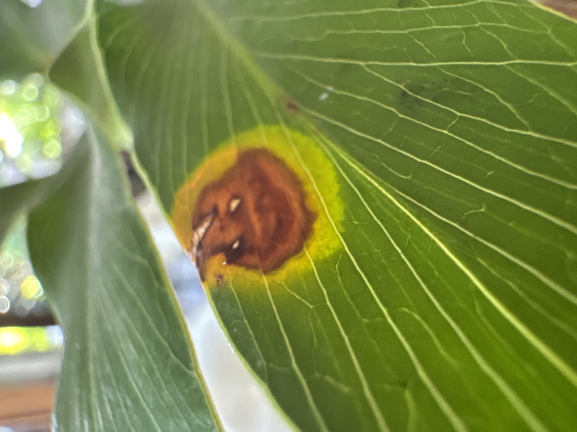 A close-up shot shows a green leaf with a large brown spot surrounded by a yellow halo. The leaf has prominent veins running across its surface. The background is blurred, showing hints of other green foliage and indistinct bokeh. The photograph was taken in North Kuta, Indonesia.