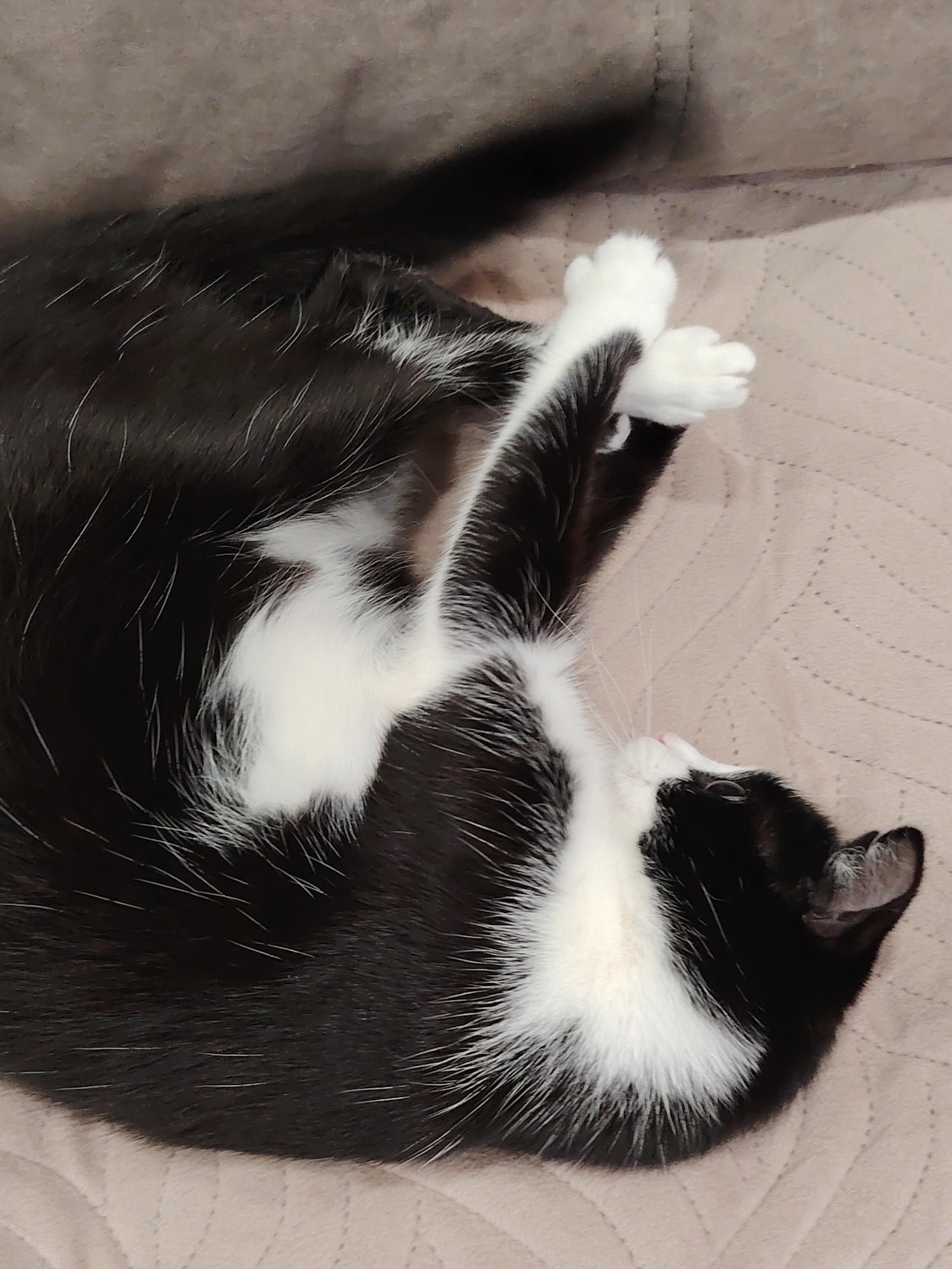 A black and white cat is curled up on a light tan, quilted surface. The cat's white paws are crossed. The location is unknown.