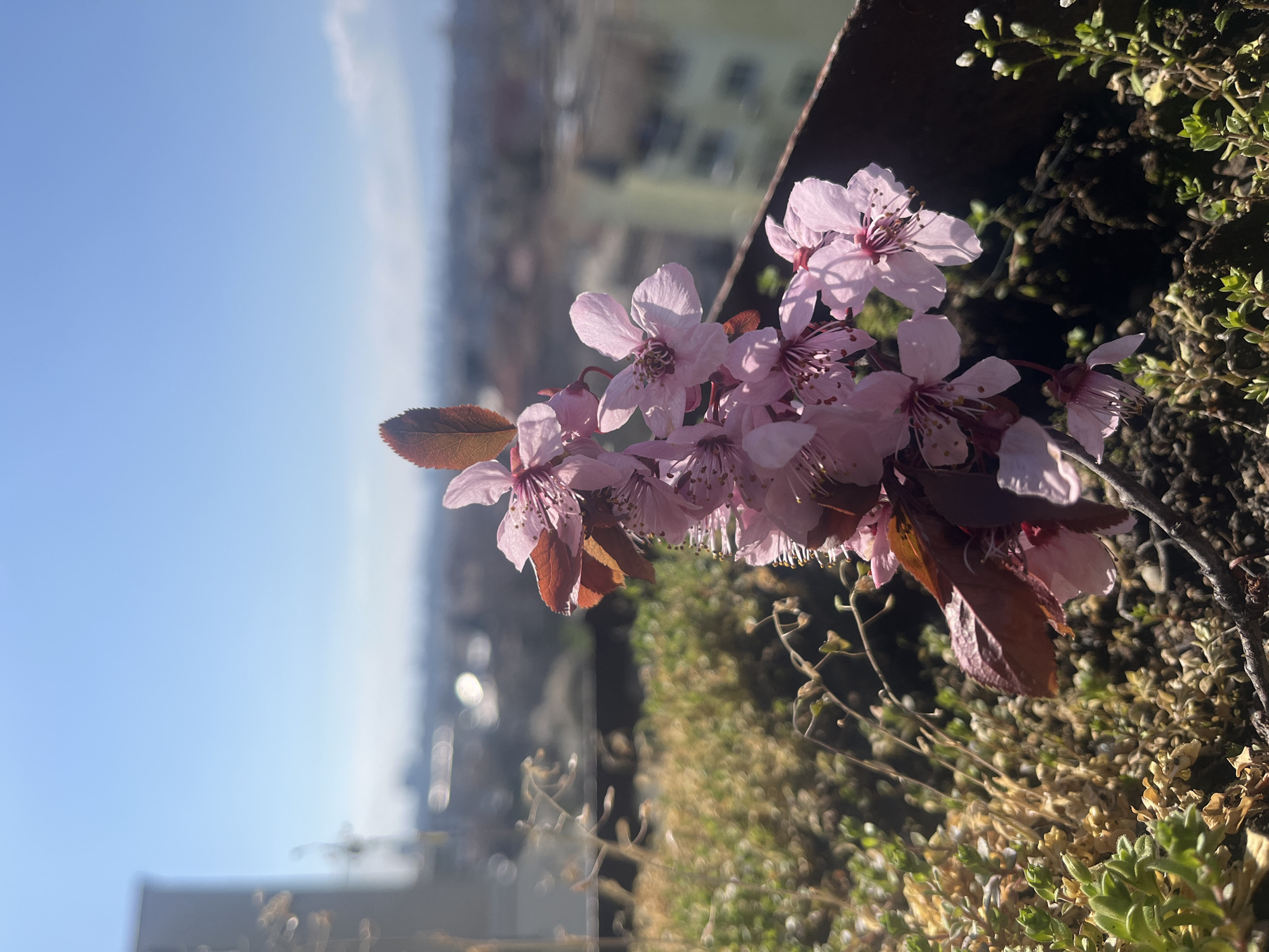A close-up shot captures a cluster of pink blossoms against a backdrop of a blurred cityscape. The blossoms are in full bloom, showcasing delicate petals and prominent stamen. Some reddish-brown leaves accompany the flowers. The background reveals a cityscape under a clear blue sky, with buildings varying in height and color. The presence of a planter or garden container is indicated by the soil and green foliage surrounding the blossoms. The location is likely Sofia, Bulgaria based on the presence of buildings.