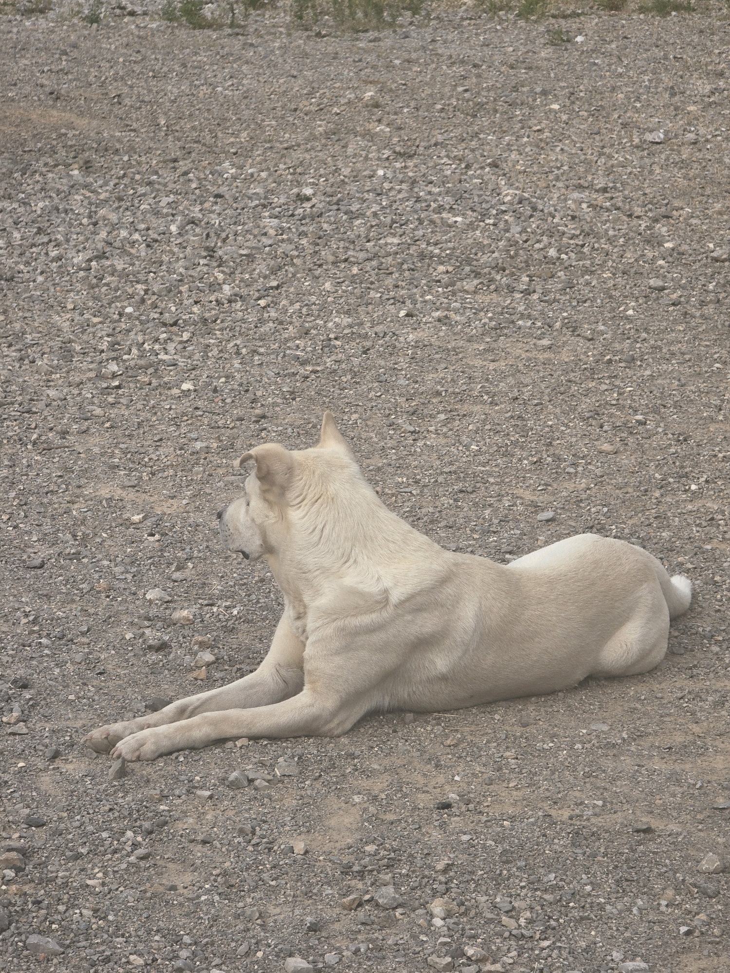 A light-colored dog is lying on its side on a gravel surface. The dog is facing to the left of the frame. The background consists of more gravel and some sparse vegetation at the top of the image. The image was taken in Podgorica, Montenegro.