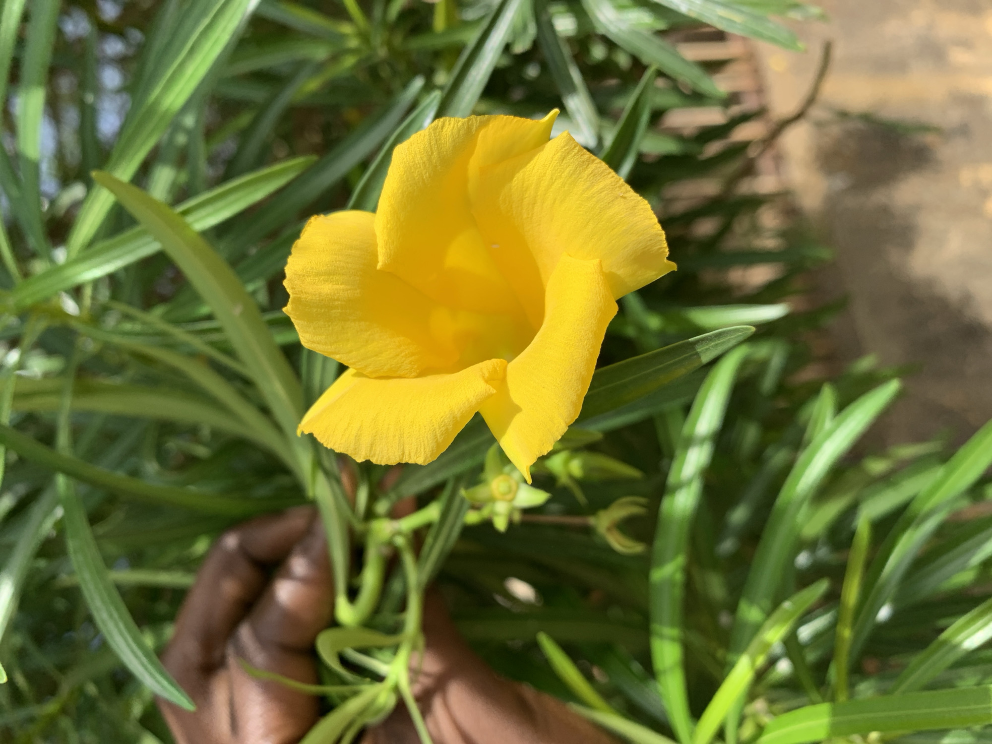 A close-up shot shows a vibrant yellow oleander flower in full bloom, surrounded by long, narrow green leaves. A dark-skinned hand is partially visible, seemingly holding the branch the flower is growing from. The background appears to be a mix of greenery and a light brown, slightly blurred surface. The location is Rafin Par, Nigeria.