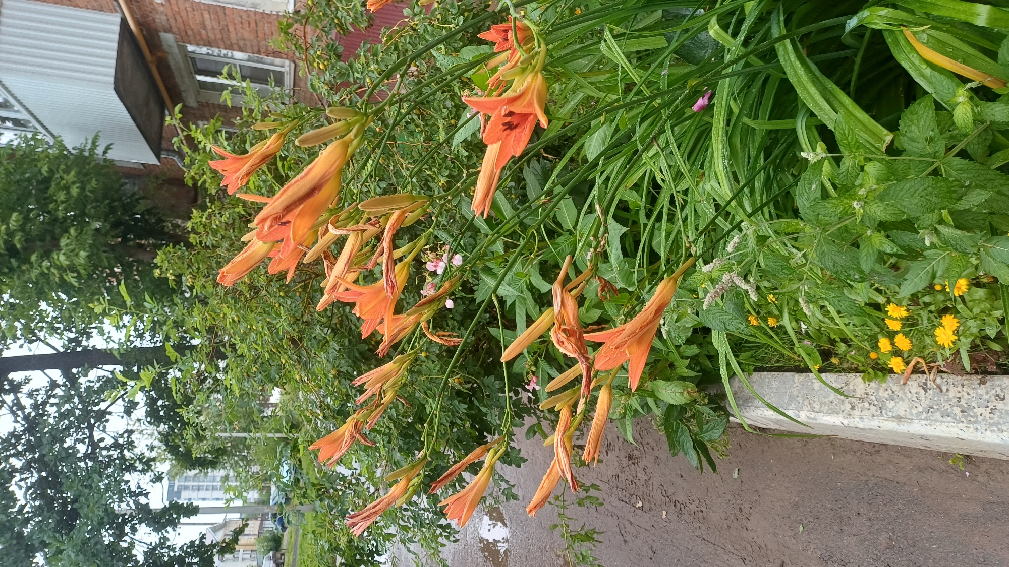 The image depicts an urban scene with a focus on nature, specifically orange daylilies and other greenery. In the foreground, a cluster of bright orange daylilies with slender petals dominates the frame, their stalks reaching upwards. Amongst them, smaller yellow flowers add touches of color, and various green plants with dew drops suggest recent rainfall. A concrete curb separates the floral arrangement from a wet, muddy path or road, indicating it might have rained recently.
In the background, a brick building with a metal-clad balcony and windows is visible on the right. To the left of the building, dense green trees and foliage partially obscure a view of a street with parked cars and a modern high-rise building in the distance. The overall impression is a juxtaposition of urban infrastructure and natural elements thriving in a city environment. The presence of a modern high-rise building and the architectural style of the brick building suggest a location in a residential or commercial area of Izhevsk, Russia.