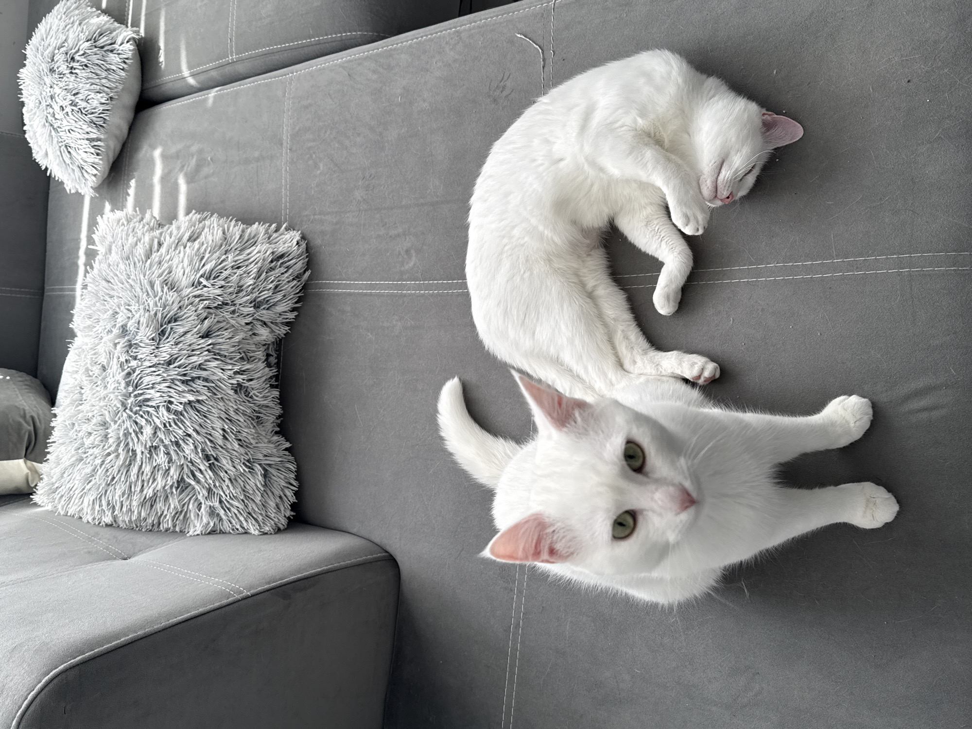 Two white cats are on a gray couch. One cat is sleeping and curled into a crescent shape. The other cat is looking directly at the viewer. There are two gray, fluffy pillows on the couch next to the cats. The couch is in an indoor location. This scene is not definitively identifiable as being in Burgas, Bulgaria.