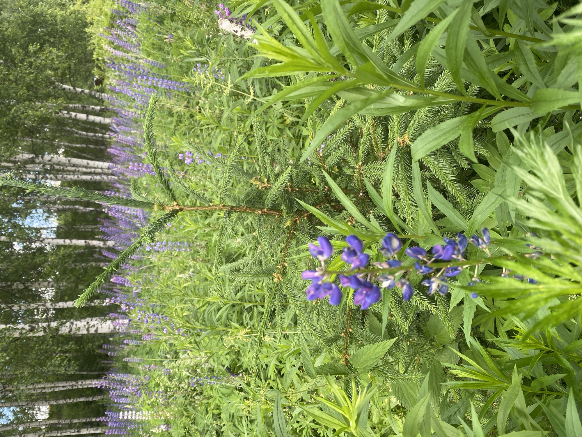 A small evergreen sapling stands in a field of lush green plants dotted with purple lupine flowers. In the background, a dense forest of birch trees with white bark lines the horizon. The ground is covered in a thick carpet of various green foliage, creating a natural, wild landscape. The scene appears to be in a rural or natural setting, possibly within the Lindo-Pustyn' (Kantaurovskii S/S), Russia, area, given the characteristic vegetation. There are no people or animals visible in the image. The lighting suggests it is daytime, possibly late morning or early afternoon.