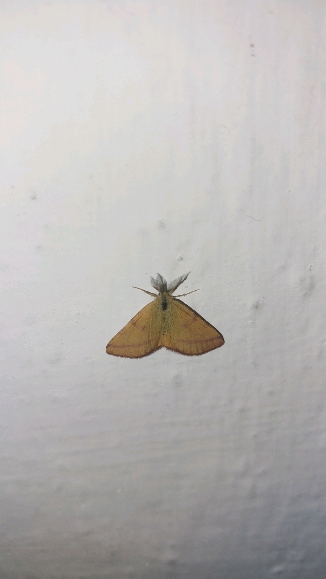 A tan-colored moth with brown stripes on its wings is perched on a white, textured surface. The moth's antennae are feathery and extend upwards. The surface appears to be a wall. The background is a plain white, suggesting an indoor or sheltered outdoor environment. The lighting is even, with no strong shadows. There are no other subjects or objects visible in the frame. The image was taken in the city of Jar-Kyshtak, Kyrgyzstan.
