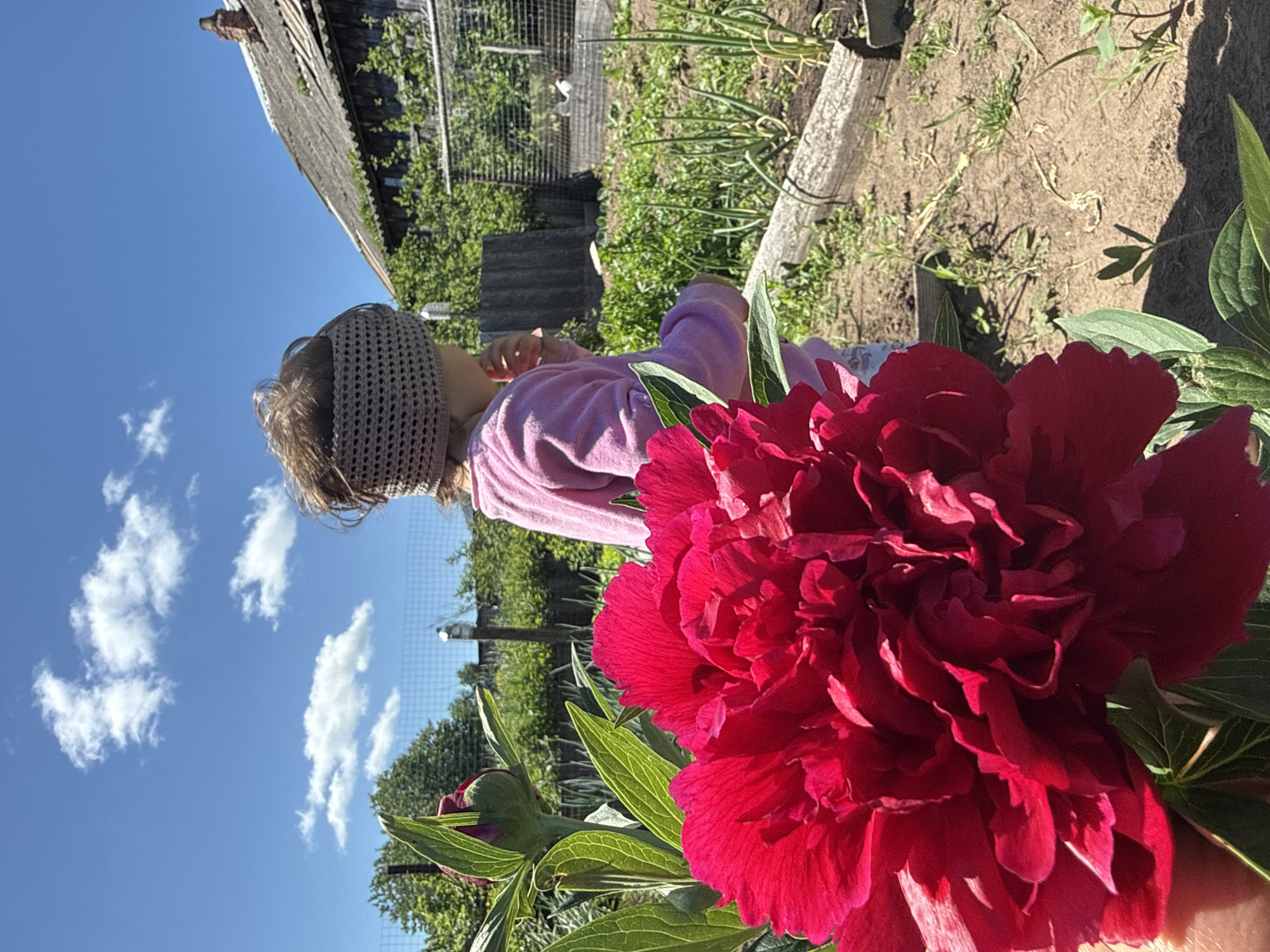 In a rural outdoor setting, a young child wearing a pink long-sleeved shirt and a grey crocheted headband is seen from behind, facing away from the camera. The child is standing in what appears to be a garden or yard. In the foreground, a large, vibrant red peony flower and its unopened bud are prominently featured, with green leaves surrounding them. The background reveals a weathered wooden building with a corrugated roof and a brick chimney, suggesting a rustic dwelling. Beyond the building, a fenced area encloses some greenery and possibly poultry, indicated by white shapes. The ground is covered in dry soil and sparse vegetation. A clear blue sky with scattered white clouds completes the scene. This image depicts a child in a garden environment, possibly in the village of Уральское, Russia, on a sunny day.
