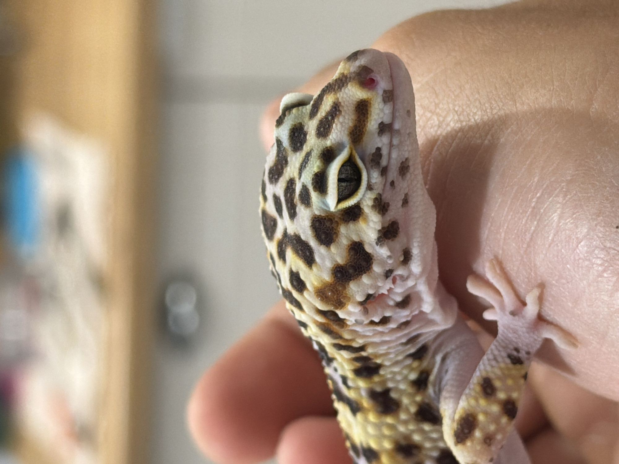 A close-up photograph depicts a leopard gecko being held in a person's hand. The gecko has a spotted pattern in shades of brown and black over a light yellow and white background. The texture of the gecko's skin is visible, with small bumps and scales. The gecko's eye, with a vertical slit pupil, is also in focus. The hand holding the gecko appears to be light-skinned. The background is blurred, suggesting an indoor setting. There is no indication of the location being Izhevsk, Russia.