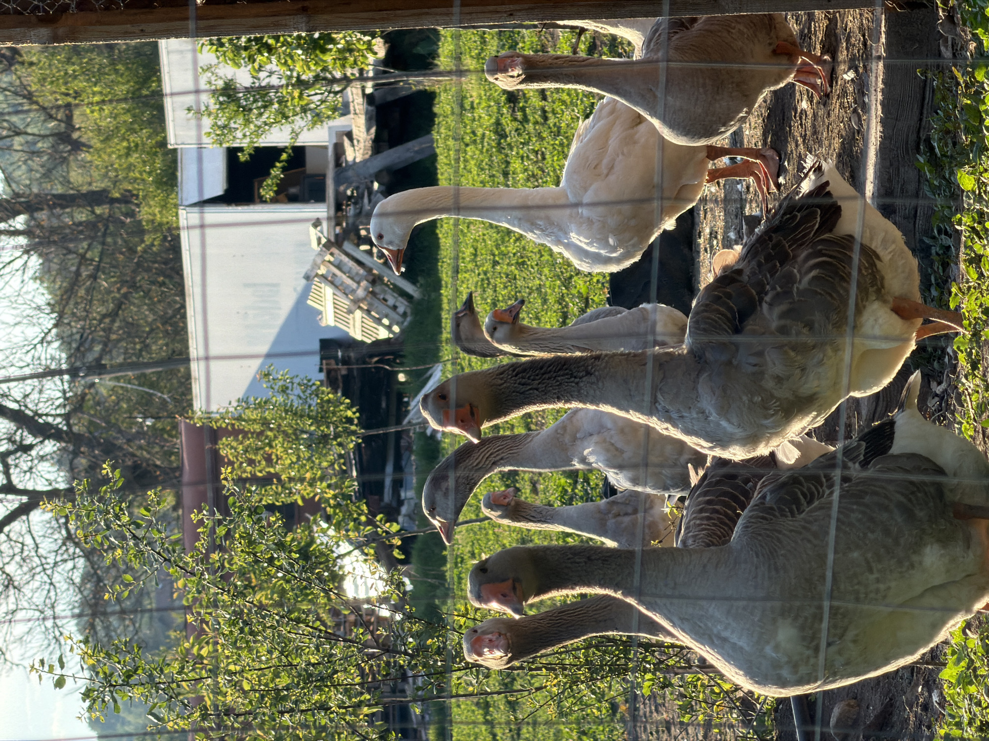 A group of geese is standing behind a wire fence. Some geese are white, while others are gray and white. The geese are oriented towards the left of the frame. Beyond the fence, there is green grass and some buildings. The location, Tsatsarovtsi, Bulgaria, cannot be determined from the image.