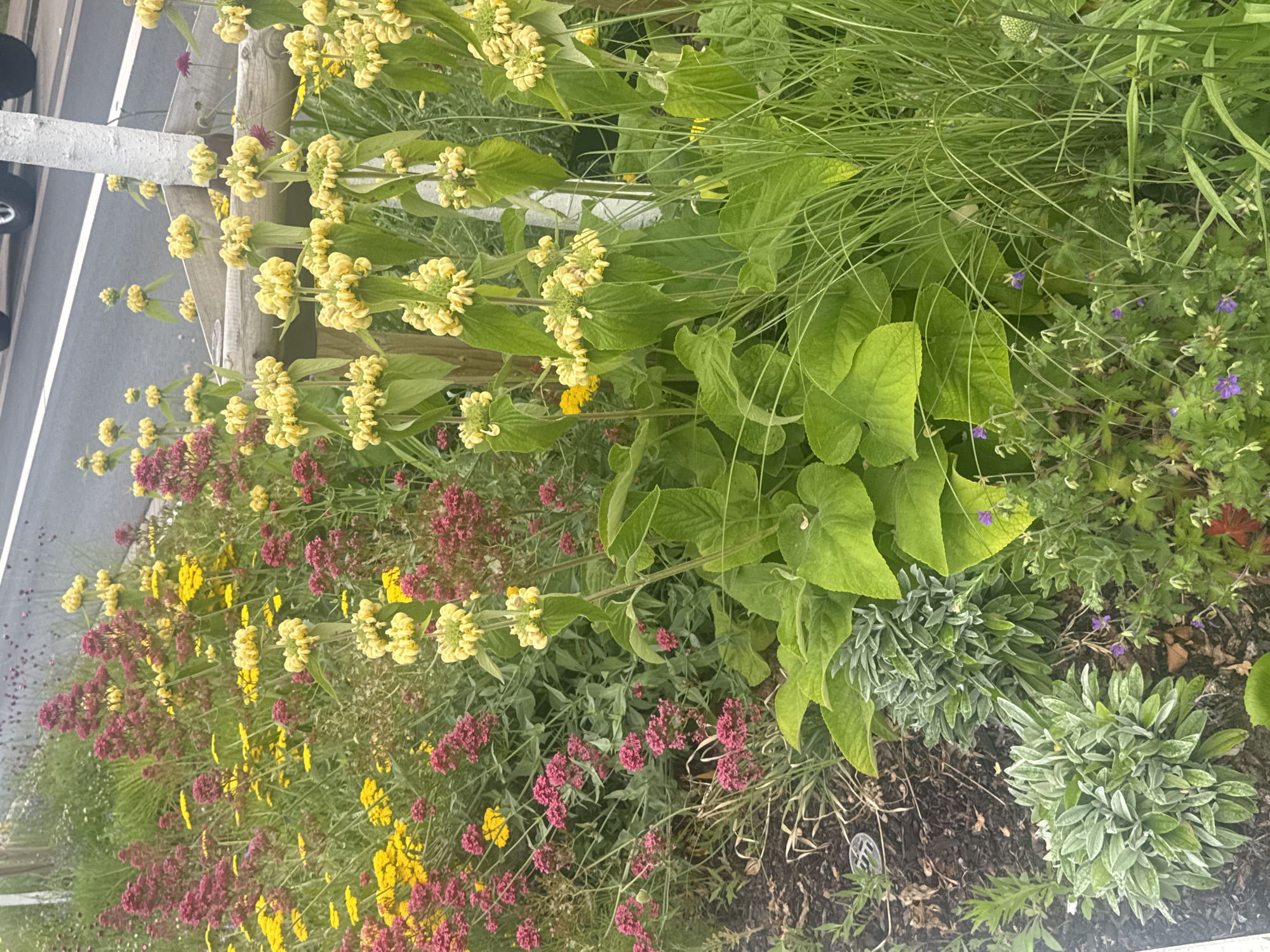 A close-up, eye-level shot showcases a vibrant flower bed adjacent to a paved road. The flowers are a mix of colors, with prominent clusters of yellow flowers resembling lion's ear and spikes of deep pink flowers. Interspersed are smaller yellow flowers. The foreground is dominated by large, bright green leaves, with feathery green grasses to the right. The background reveals the asphalt of a road with a white line, and a portion of a car's tires and silver rim are visible. A textured white pole with vertical grooves stands partially obscured by the flowers on the right side. The overall scene suggests a well-maintained urban garden or roadside planting.