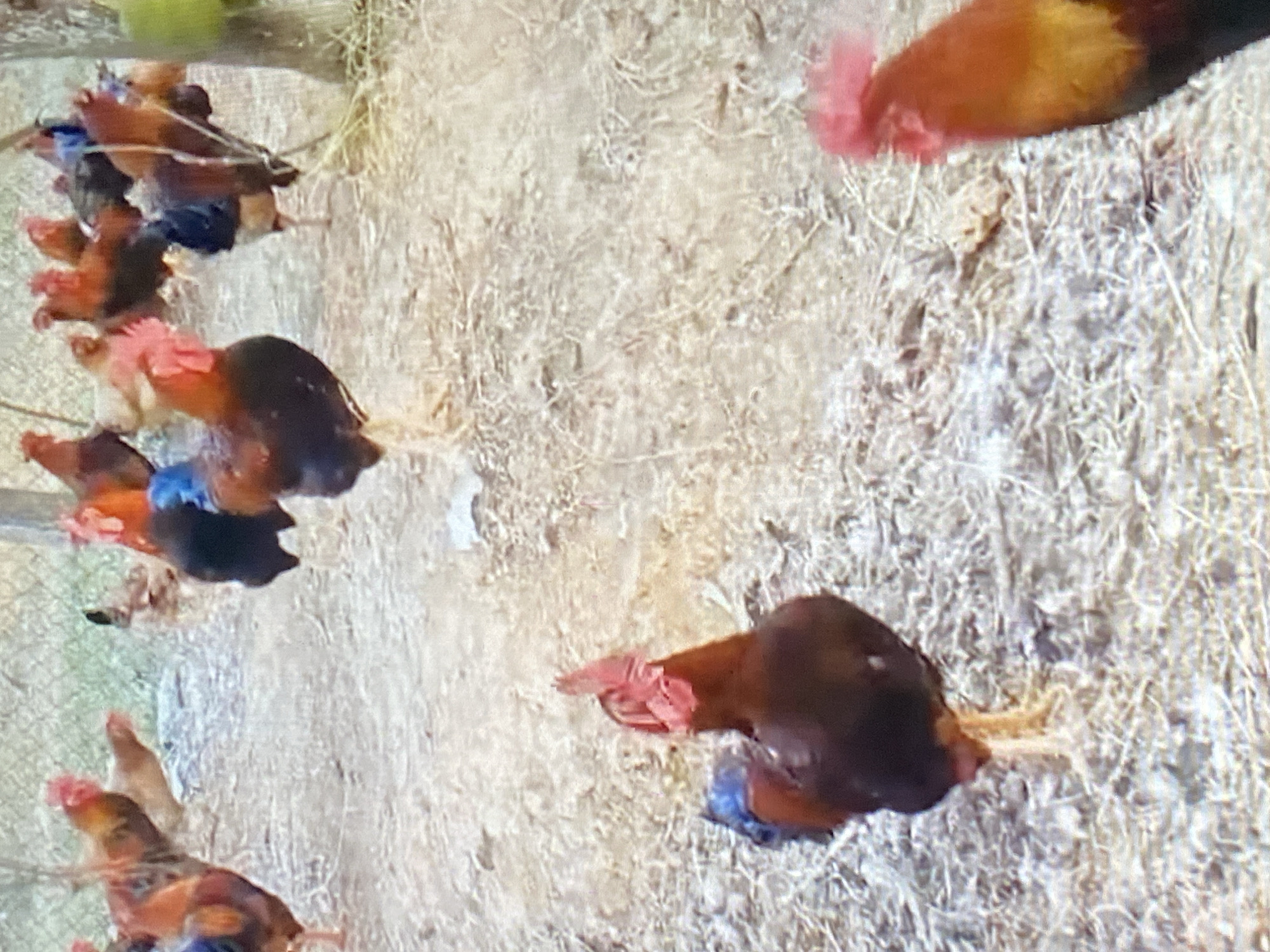 The image depicts a group of chickens, likely roosters, in an outdoor setting. The ground is covered with dry grass and dirt. In the foreground, a dark-colored rooster with a red comb and tail feathers stands facing left. Further back, several other chickens of varying colors, including red, black, and brown, are visible. Some are standing, while others appear to be walking or pecking at the ground. A wire fence runs across the background, with some vegetation beyond it. The lighting suggests it is daytime. The scene is characteristic of a domestic farm or enclosure, potentially located in Ado, Nigeria, where such fowl are commonly kept.