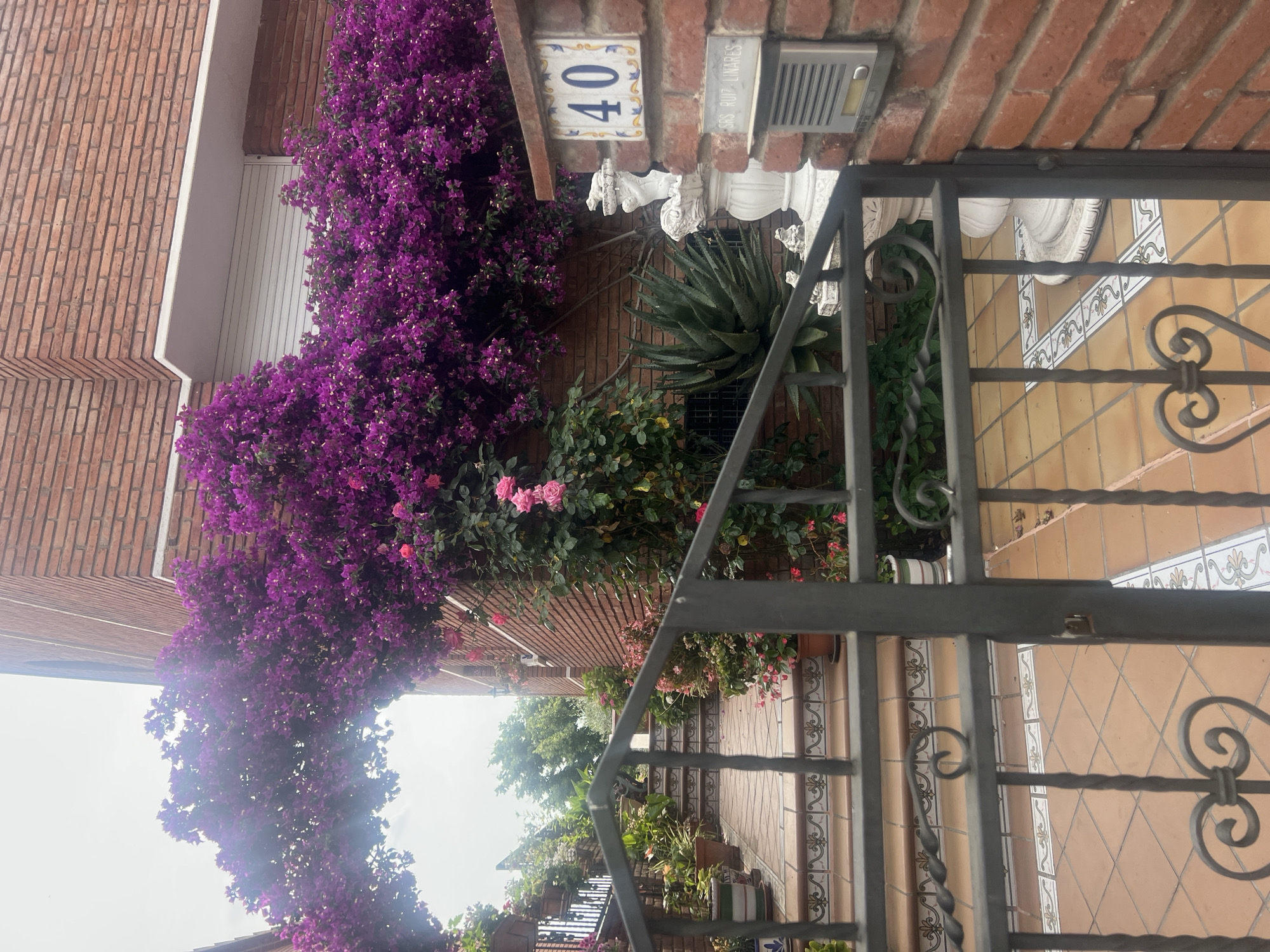 The image captures a vibrant and inviting residential entrance, rich with flora and Mediterranean architectural details. Dominating the left side of the frame is a dense, cascading bush of brilliant purple bougainvillea, covering a significant portion of a red brick facade and extending towards the foreground.
The entrance features a decorative house number "40" displayed on a white and blue ceramic plaque, affixed to the brick wall. Beside it, a grey intercom unit with a call button is visible, beneath a small plaque bearing the text "SRS RUIZ LINARES". Below the house number and intercom, a large agave plant thrives, alongside lush green foliage and pink rose bushes, adding to the garden's allure.
In the foreground and extending to the right, a dark wrought-iron gate with intricate scrollwork and twisted elements frames the view, suggesting a path or steps leading into the property. Beyond the gate, a series of outdoor steps and ground areas are covered with warm, yellowish-brown ceramic tiles, interspersed with decorative white tiles featuring blue and yellow patterns. Various potted plants are strategically placed along these steps, further enhancing the verdant setting.
The scene is bathed in bright daylight, indicating a clear, sunny day. The style of the architecture, the abundant bougainvillea, and the choice of tiling strongly suggest a location in a warm, Mediterranean climate, consistent with Mollet del Vallès, Spain. No human activity is depicted; the image is a still, detailed snapshot of a well-maintained and aesthetically pleasing home entrance.