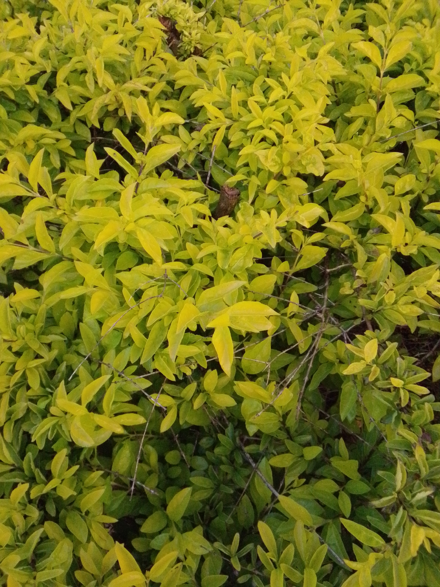 A close-up, overhead, outdoor photograph shows a dense bush with bright yellow-green leaves. The leaves are oval-shaped and arranged alternately on thin, brown stems. Some of the leaves have slightly serrated edges. The foliage is lush and appears to be healthy. The background is dark, suggesting deep shadows within the bush. There are no people or man-made objects visible in the frame. The overall impression is one of abundant greenery, possibly in a garden or park setting.