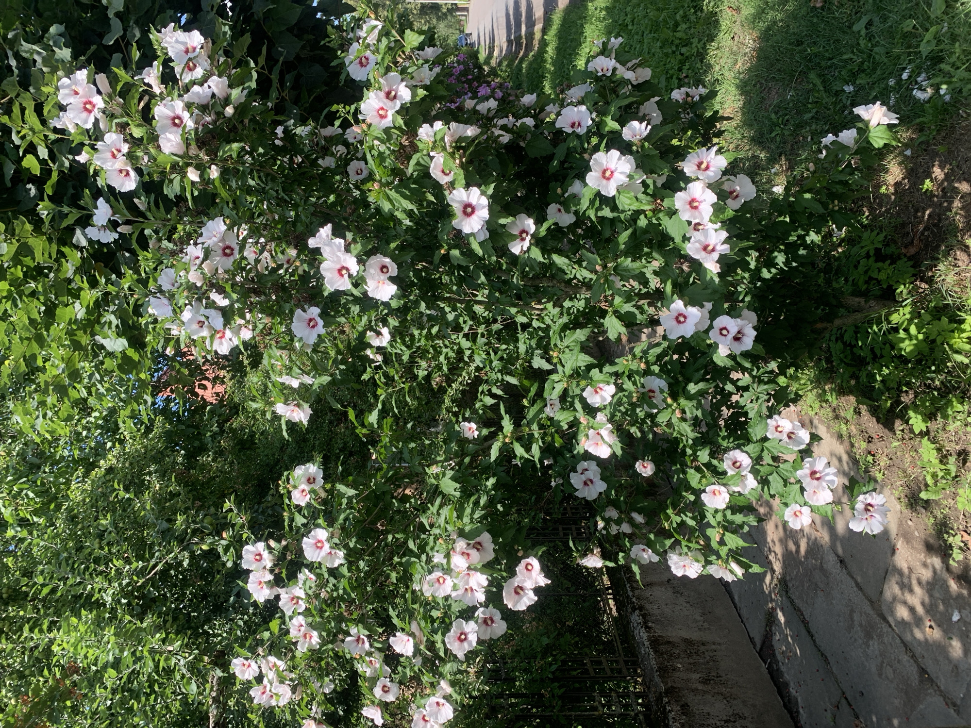 The image shows a blooming hibiscus bush with white flowers with dark pink centers, situated on the side of a sidewalk. The bush is dense with green leaves and many open flowers. To the left of the bush, there is a concrete sidewalk with some fallen petals scattered on it, and behind the sidewalk, a dark metal fence. To the right of the bush, there is a grassy area and a paved road with a car visible in the distance. In the background, more greenery and trees can be seen, along with a red brick building partially obscured by foliage. The scene appears to be outdoors on a sunny day, likely in a residential or public area of Kolomyia, Ukraine.