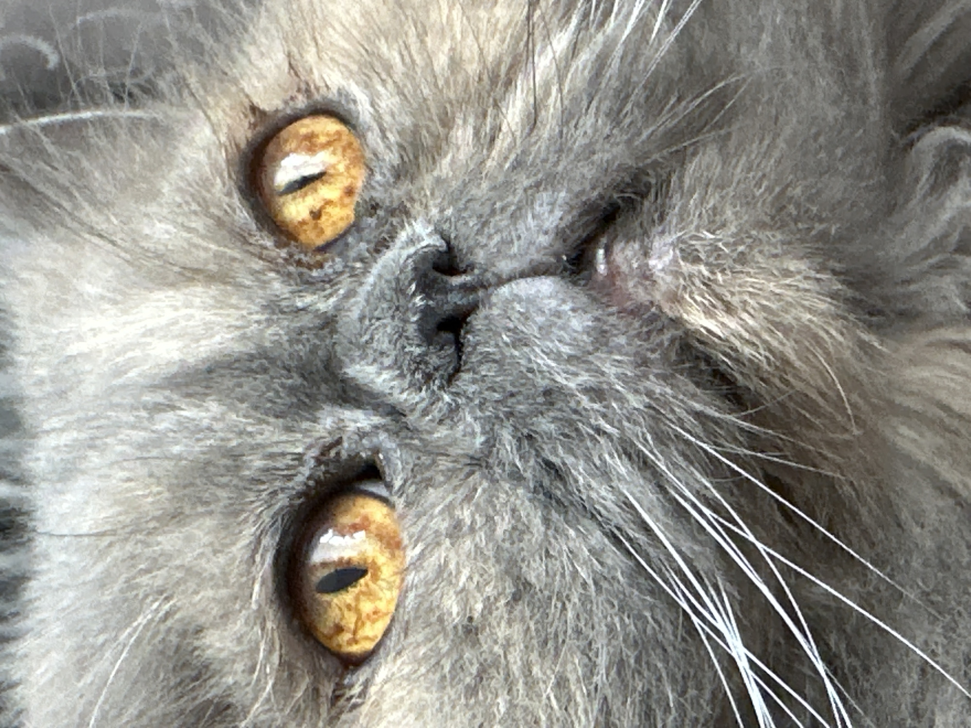 The image is a close-up, low-angle shot of a Persian cat's face. The cat has fluffy, gray fur and striking amber eyes with vertical pupils. The focus is on its eyes, nose, mouth, and whiskers. The lighting highlights the texture of its fur and the reflections in its eyes. There is no indication of any specific location, including Chaikovsky, Russia.