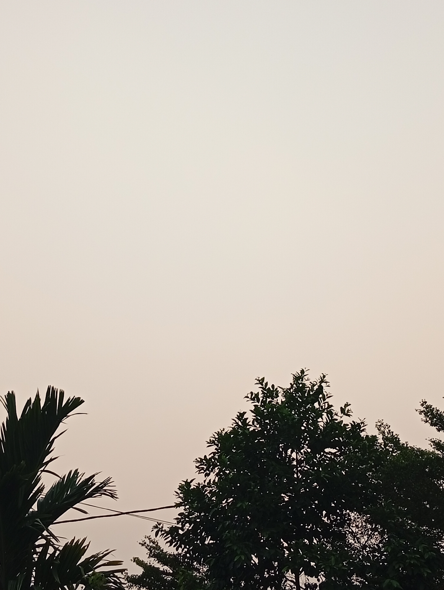 The image depicts a serene sky with a faint, warm glow, hinting at either dawn or dusk. Silhouetted against this ethereal backdrop are the dark green canopies of lush trees. On the left, a palm-like tree with distinctive fronds stands out, its leaves sharply defined. To the right, a denser cluster of trees with rounded leaves creates a textured silhouette. Two thin power lines stretch horizontally across the mid-ground, disappearing behind the foliage, suggesting the presence of urban infrastructure within a natural setting. The overall impression is one of tranquil natural beauty, possibly on the outskirts of Kualu, Indonesia, where urban life coexists with verdant landscapes. There are no people or animals visible in this composition.