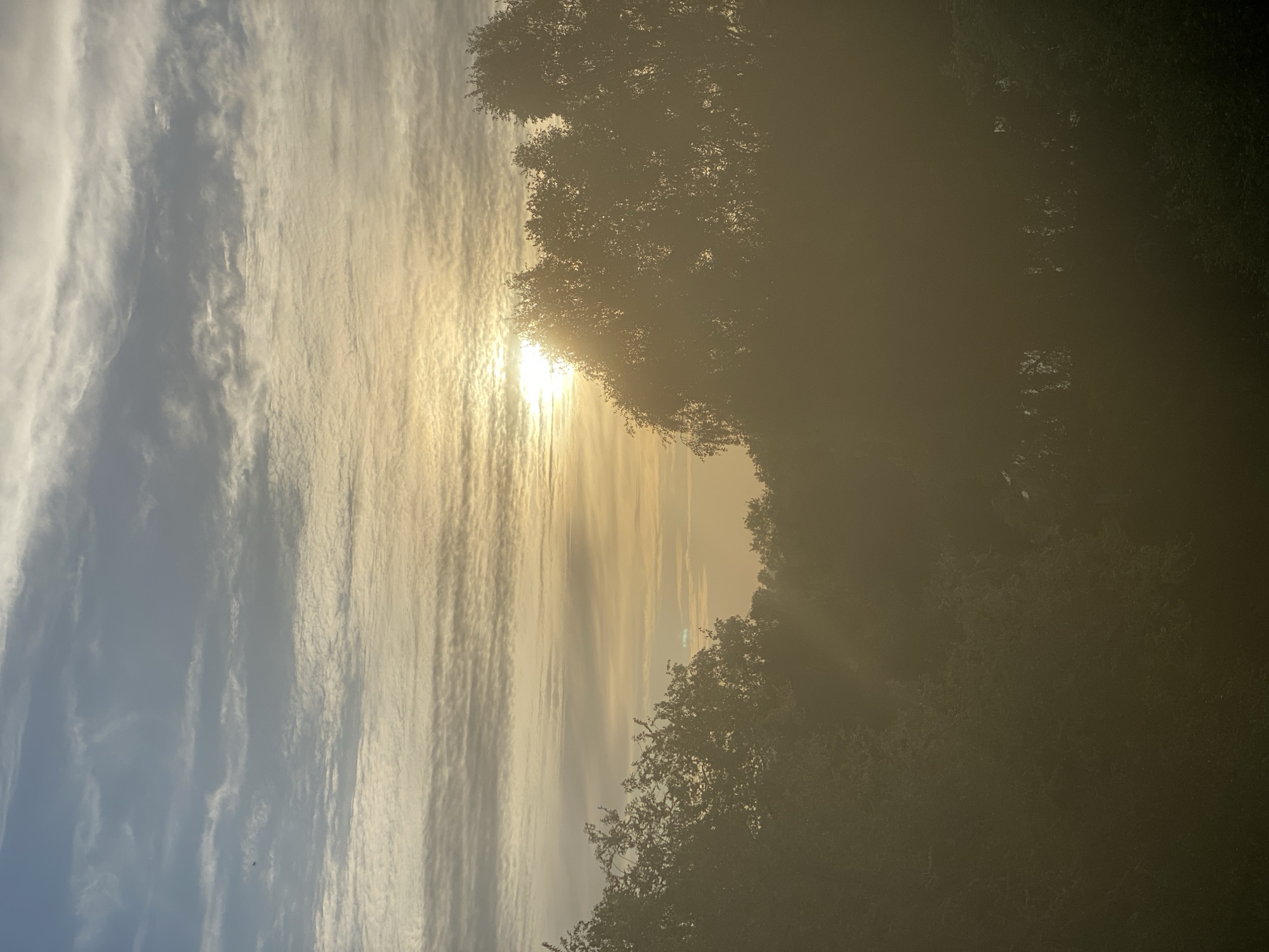 The image displays an atmospheric outdoor scene, likely captured during either sunrise or sunset. The sun is a prominent, bright light source positioned towards the center-left of the frame (when viewed with the horizon horizontally), partially obscured by both a hazy atmosphere and the silhouettes of trees. It casts intense golden and warm yellow light across the sky and clouds.
The sky is filled with elongated, streaky clouds, which appear bright white and golden where illuminated by the sun, gradually transitioning to softer greys and blues away from the direct light. The cloud formations exhibit a rippled or textured pattern.
The right side of the image is dominated by dense tree foliage, appearing as dark silhouettes against the glowing sky and a pervasive haze. This haze creates a soft, diffused effect, obscuring distant details and allowing visible sunbeams or crepuscular rays to penetrate through the canopy and atmosphere in the lower right quadrant.
No people, discernible man-made objects, or visible text are present in the image. The scene conveys a sense of natural beauty and tranquility, characteristic of a landscape setting, with the provided context indicating a potential location in Novokuznetsk, Russia.