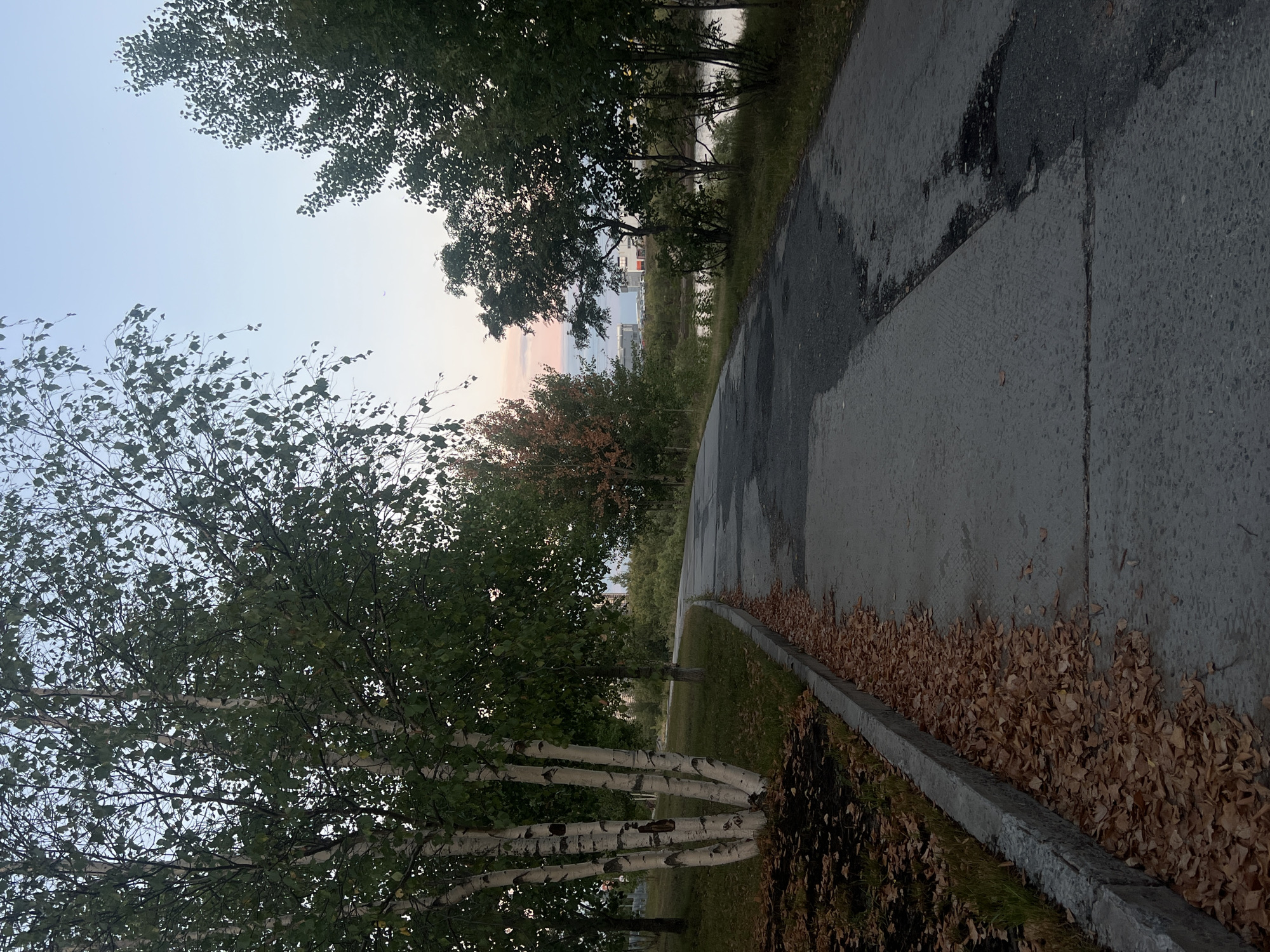 The image depicts an outdoor scene with a paved pathway curving through a park-like setting. On the left side of the path, a cluster of birch trees with white bark stands prominently, their branches laden with green leaves. The ground beneath these trees is covered with dark soil and a scattering of fallen brown leaves. Adjacent to the path's edge is a concrete curb, also lined with a thick carpet of fallen autumn leaves.
The pathway itself is made of concrete and appears somewhat worn, with darker patches indicating wear or repairs. The path leads away from the viewer, curving to the right and disappearing into the distance.
On the right side of the path, more trees with green foliage are visible, some appearing taller and denser than those on the left. Beyond the trees on the right, a body of water, likely a river or lake, is present, reflecting the sky. In the background, across the water, several buildings are visible, including a modern-looking white structure with red lighting. The sky above is a soft gradient of pale blue at the top, transitioning to hints of pink and light orange near the horizon, suggesting either dawn or dusk.
There are no people or animals visible in the image. The overall impression is of a tranquil, natural environment within a city, likely during the autumn season, given the fallen leaves. The presence of buildings in the background suggests an urban fringe location. This scene is consistent with areas along the Ob River in Surgut, Russia, where parklands and pathways often border the waterway and feature birch trees.
