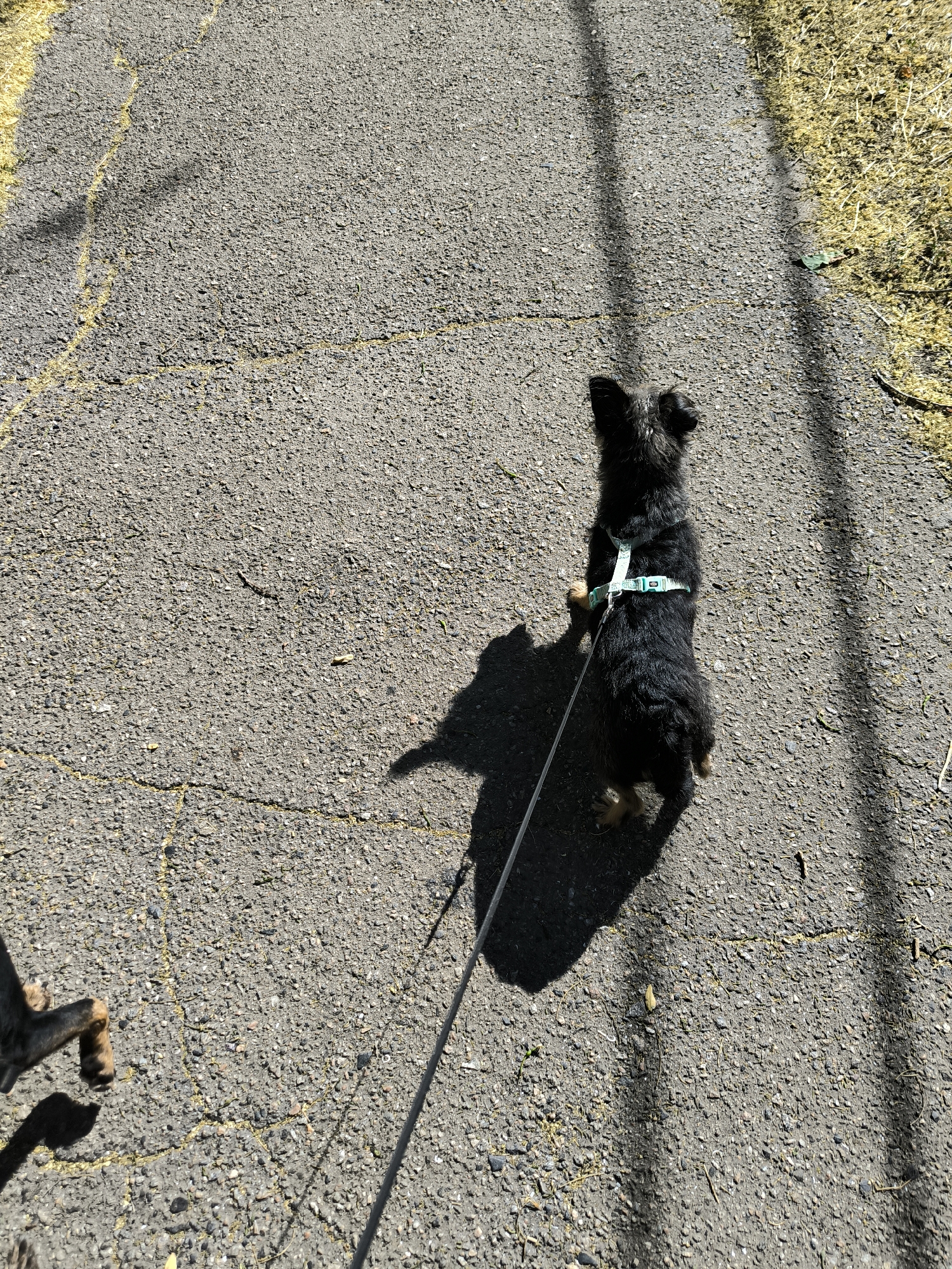 A black, scruffy dog is on a leash, standing on an asphalt pathway, facing away from the camera. The dog is wearing a light blue harness with a white patterned stripe. The pathway has yellow markings and cracks. To the right of the dog, a shadow of a vertical object, possibly a pole or tree, is cast across the asphalt. To the left of the dog, another shadow of what appears to be another dog's leg is visible. Dry, yellow grass lines the right side of the pathway, and some scattered leaves are present on the asphalt. The scene appears to be outdoors in daylight.