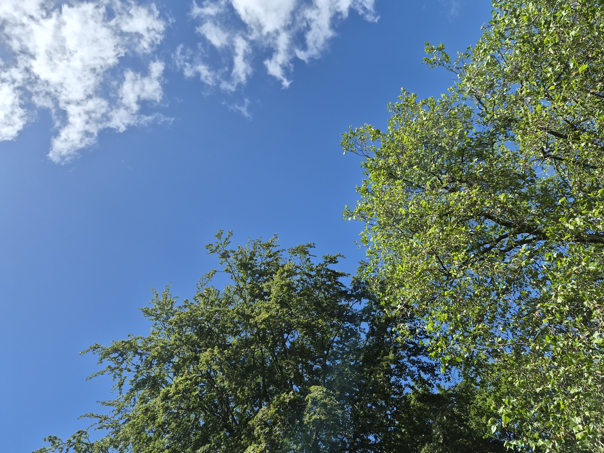 The image shows a clear blue sky with scattered white clouds. In the foreground, two large trees with lush green foliage are visible from below, reaching upwards towards the sky. The tree on the left is denser with darker green leaves, while the tree on the right has lighter green, more feathery leaves. The bright sunlight suggests a daytime scene. There is no indication of people or specific city landmarks within the frame. The image appears to be a natural scene, possibly in a park or garden within Sandwell, United Kingdom.