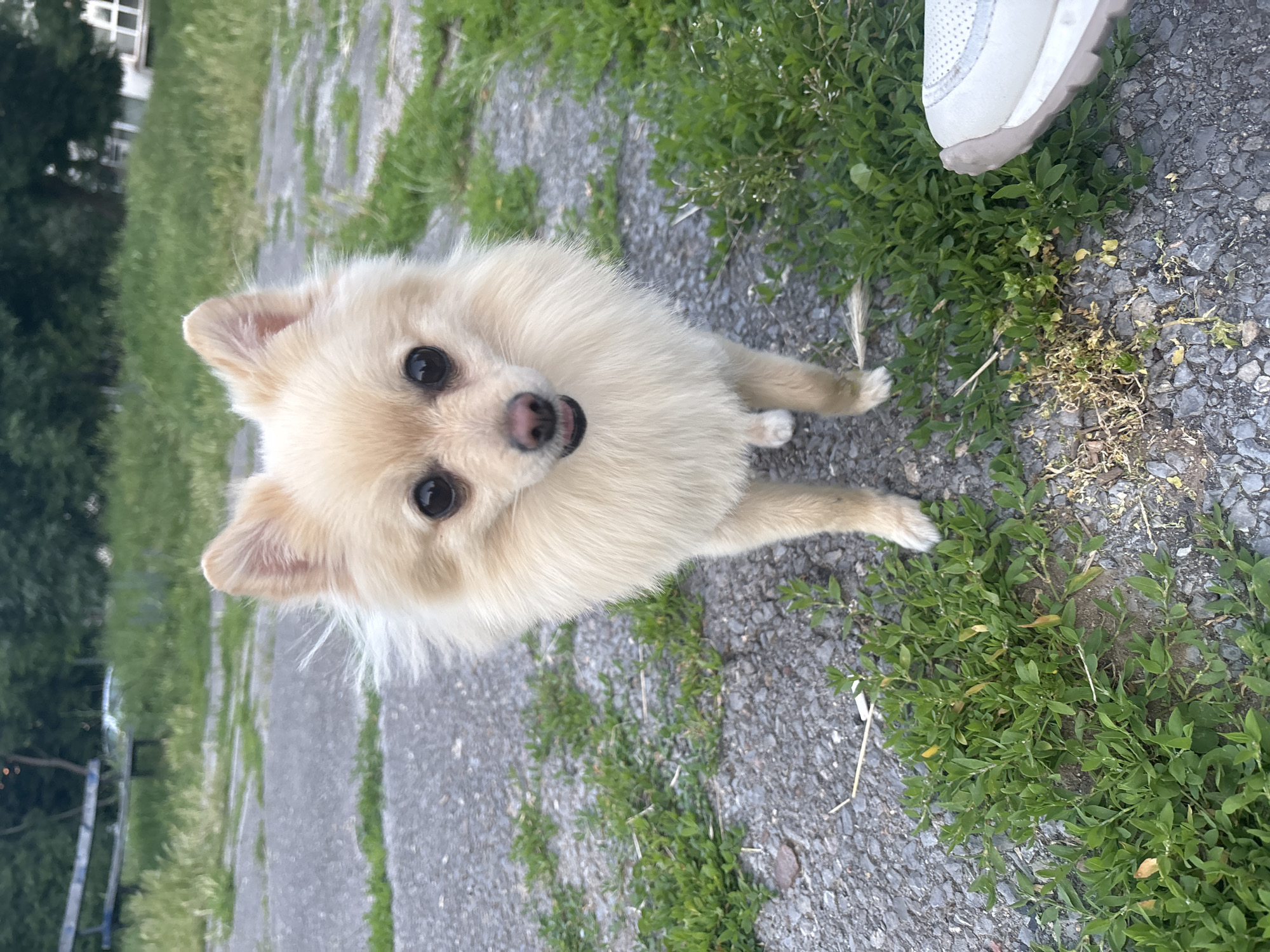 A light-colored Pomeranian dog stands on a cracked asphalt ground with sparse green grass growing through it. The dog is facing forward, looking directly at the camera with its mouth slightly open, exposing a pink tongue. Its fur is fluffy and light cream in color. In the background, out of focus, are trees and a distant structure. To the right of the frame, the edge of a white and grey sneaker is visible. The scene appears to be an outdoor public space, possibly a park or a sidewalk area, given the presence of the bench in the background. The lighting suggests it is daytime.