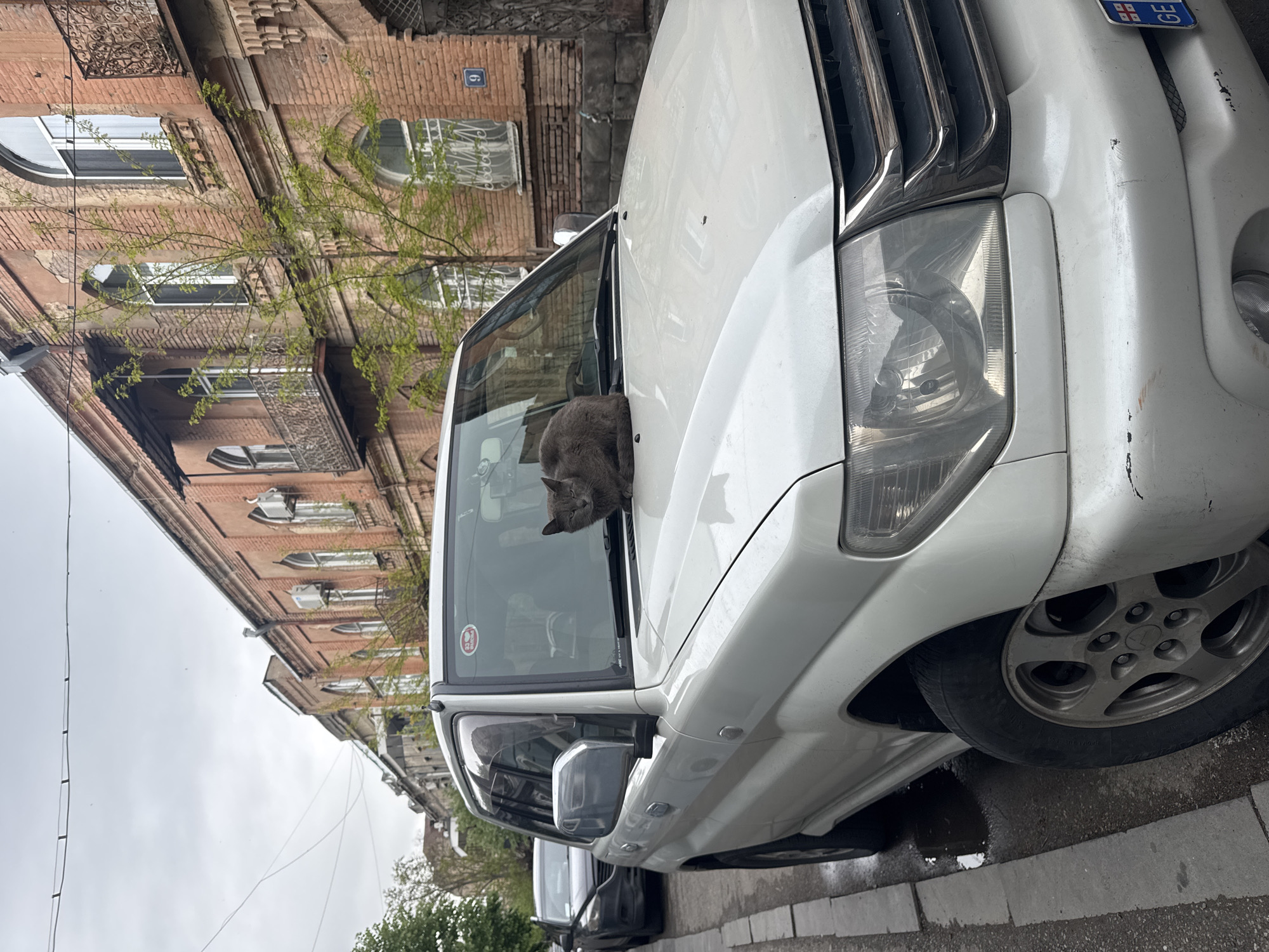 A peaceful daytime scene unfolds on a city street, likely in Tbilisi, Georgia, under an overcast sky. The central subject is a fluffy grey cat comfortably curled up and seemingly asleep on the hood of a white SUV or van, with its head resting gently on the windshield wiper.
The white vehicle exhibits some wear, including scratches on its front bumper and headlight area. A Georgian license plate is partially visible, displaying "GE" along with a small portion of the Georgian national flag. A round, red and white sticker is affixed to the car's windshield.
In the background, an old, red-brick building with multiple arched windows and ornate ironwork on its balconies or grates lines the street. A blue plaque bearing the number "6" is visible on the building's facade. Small branches with fresh, light green leaves from a nearby tree extend into the frame, suggesting it is spring.
The car is parked on a paved street next to a concrete sidewalk, where puddles on the ground indicate recent rainfall. The overall atmosphere of the scene is calm and quiet.