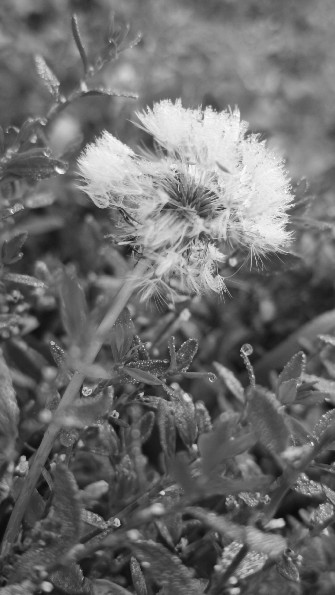 A close-up, black and white photograph captures a dandelion seed head covered in dew drops, positioned slightly off-center to the right. The seed head is fluffy and white, with individual seeds extending outwards. Surrounding the dandelion are various green leaves, also adorned with glistening water droplets. The background is blurred, suggesting a shallow depth of field and focusing attention on the foreground subject. The overall impression is one of delicate beauty and natural detail, likely taken outdoors in a garden or grassy area. There are no people or man-made structures visible in the image. The location is specified as Karsha, Russia, implying a setting within this region.