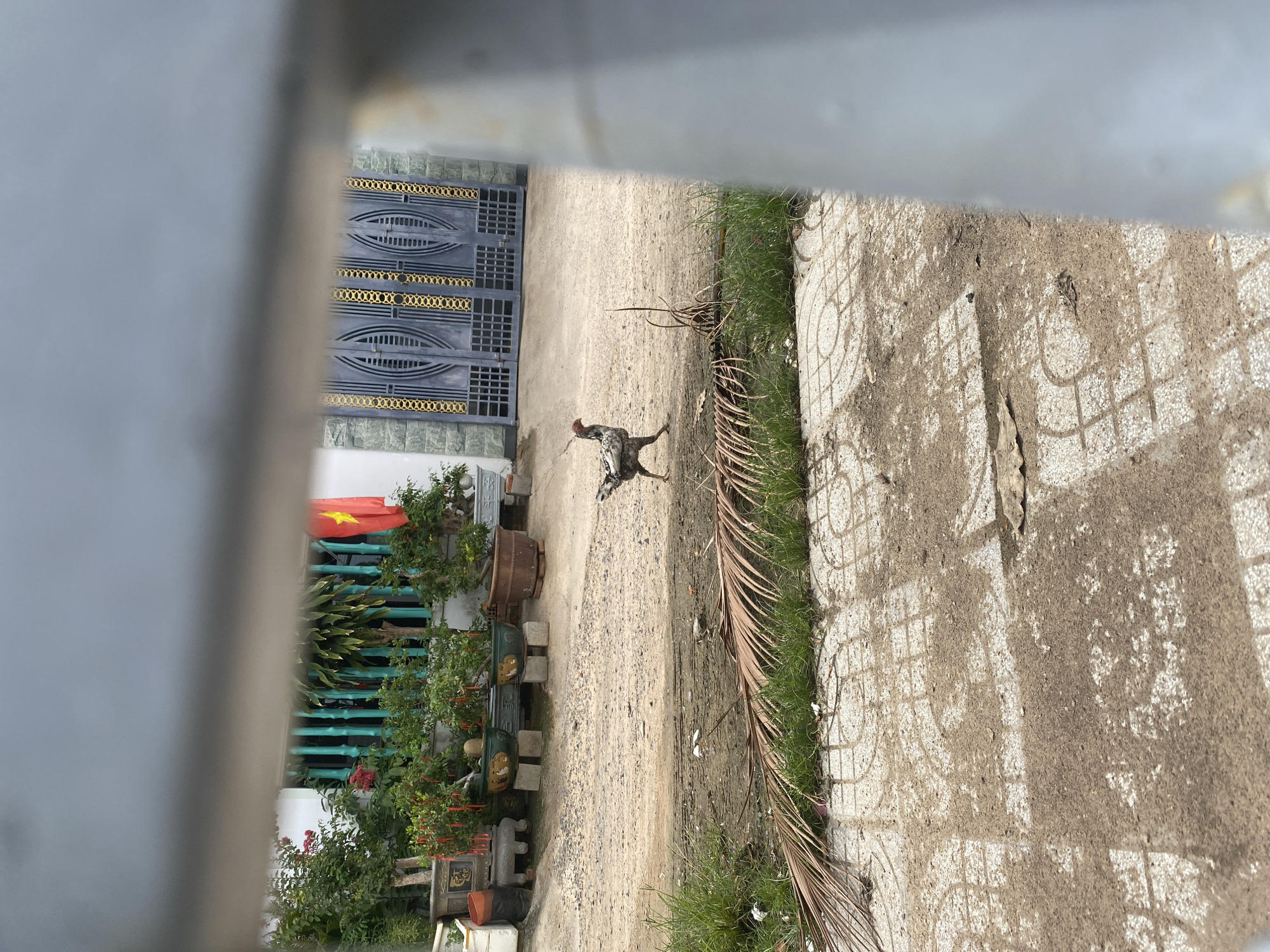 The image depicts a scene in Mũi Né, Vietnam, viewed through a partially obscured foreground. A speckled chicken walks on a dirt path. To the left are various potted plants and a section of a fence, above which flies the Vietnamese flag. Behind the chicken, the path transitions into a paved area with patterned tiles covered in dirt and debris. A dried palm frond lies along the edge of the path. In the background, a dark gate with gold accents is visible.