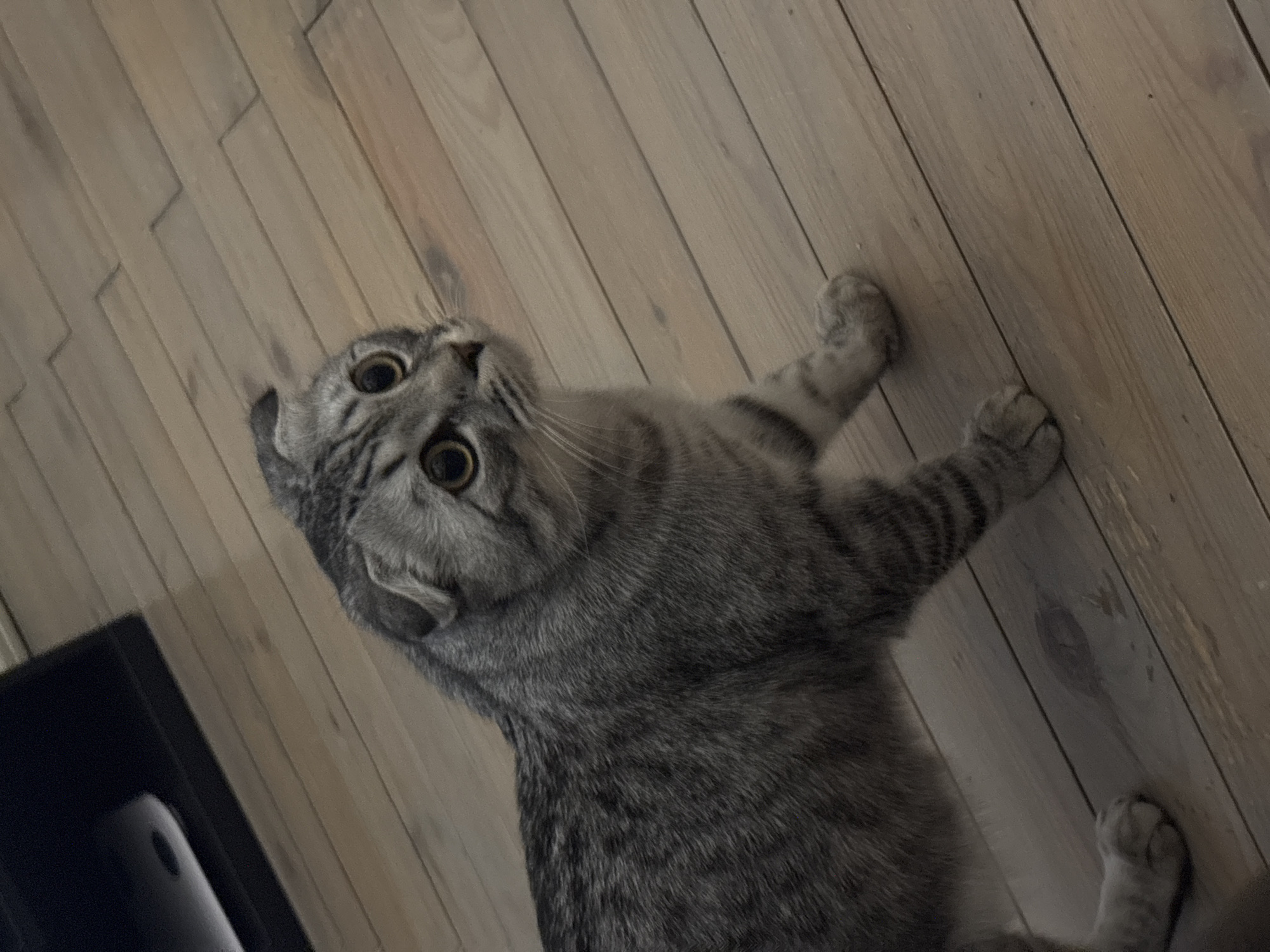 A gray tabby Scottish Fold cat is lying on a light brown wooden floor. The cat is looking up with wide eyes. A portion of a black object is visible in the lower left corner of the frame. The location is suggested to be Perm, Russia, but there are no specific details in the image to confirm this.