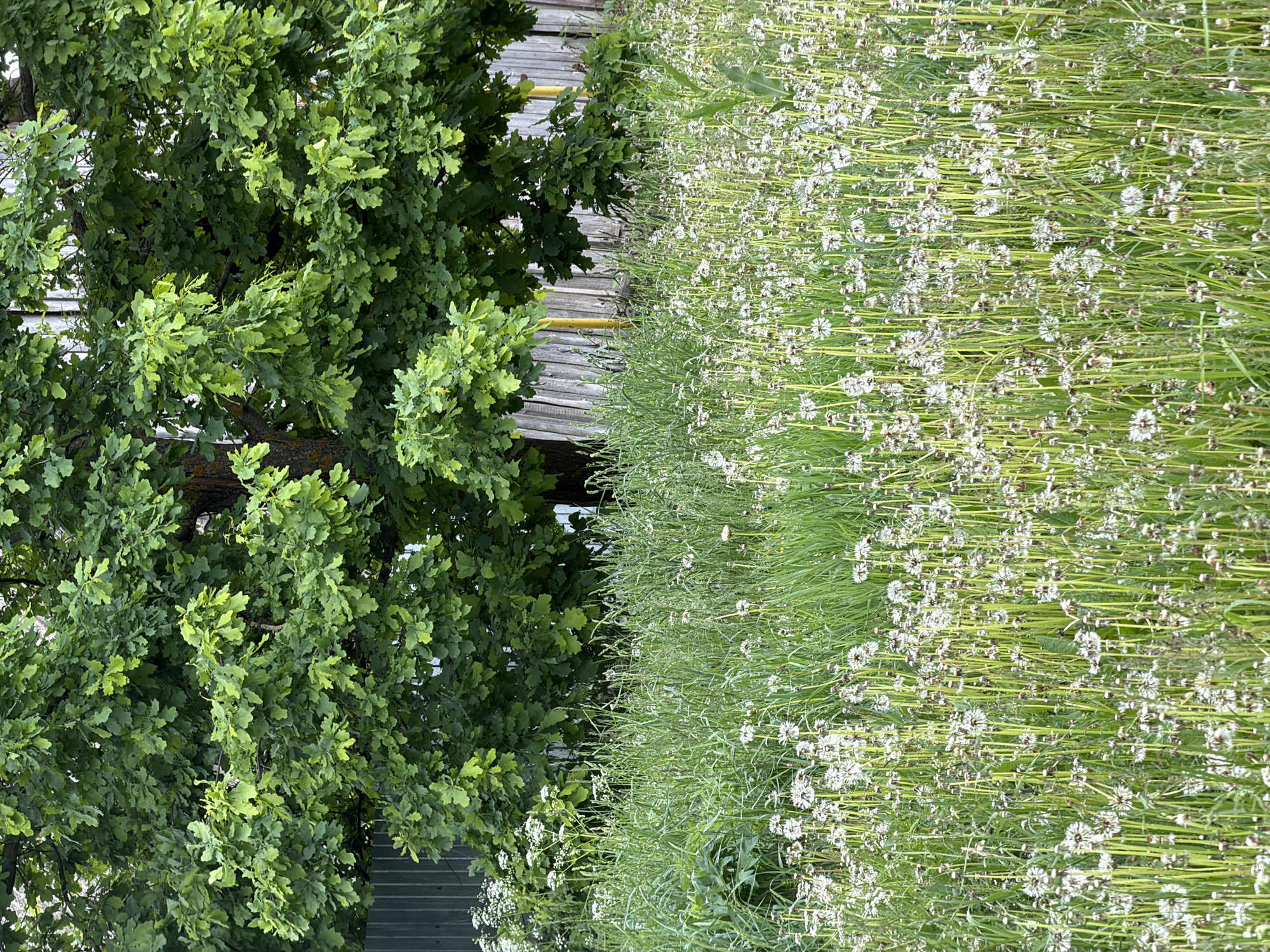 This image, set in Marakushi, Russia, presents a vibrant outdoor scene dominated by natural elements and some man-made structures, likely captured during daylight with soft, ambient light.

On the left side of the frame, a large, healthy deciduous tree, characterized by its dense canopy of intricate, lobed green leaves, occupies a significant portion. The foliage appears lush and full, suggesting a mature oak tree.

To the right, a vast field extends, carpeted with tall, verdant grass interspersed with countless white dandelion seed heads. These dandelions are in their mature, fluffy "blowball" stage, creating a speckled white and green texture across the field. Closer inspection reveals additional small white flowering plants mixed within the grass, especially towards the bottom foreground.

In the mid-ground, acting as a boundary between the tree and the field, is a series of weathered man-made structures. A wooden fence or wall, composed of horizontal, greyed planks, stretches across the middle. A bright yellow horizontal beam or pipe is clearly visible atop this wooden structure. Further to the left and behind the lower part of the tree, a dark grey corrugated metal fence or wall can be seen.

No people or discernible activities are taking place; the scene is static, portraying a peaceful rural or semi-rural landscape. There is no visible text in the image.