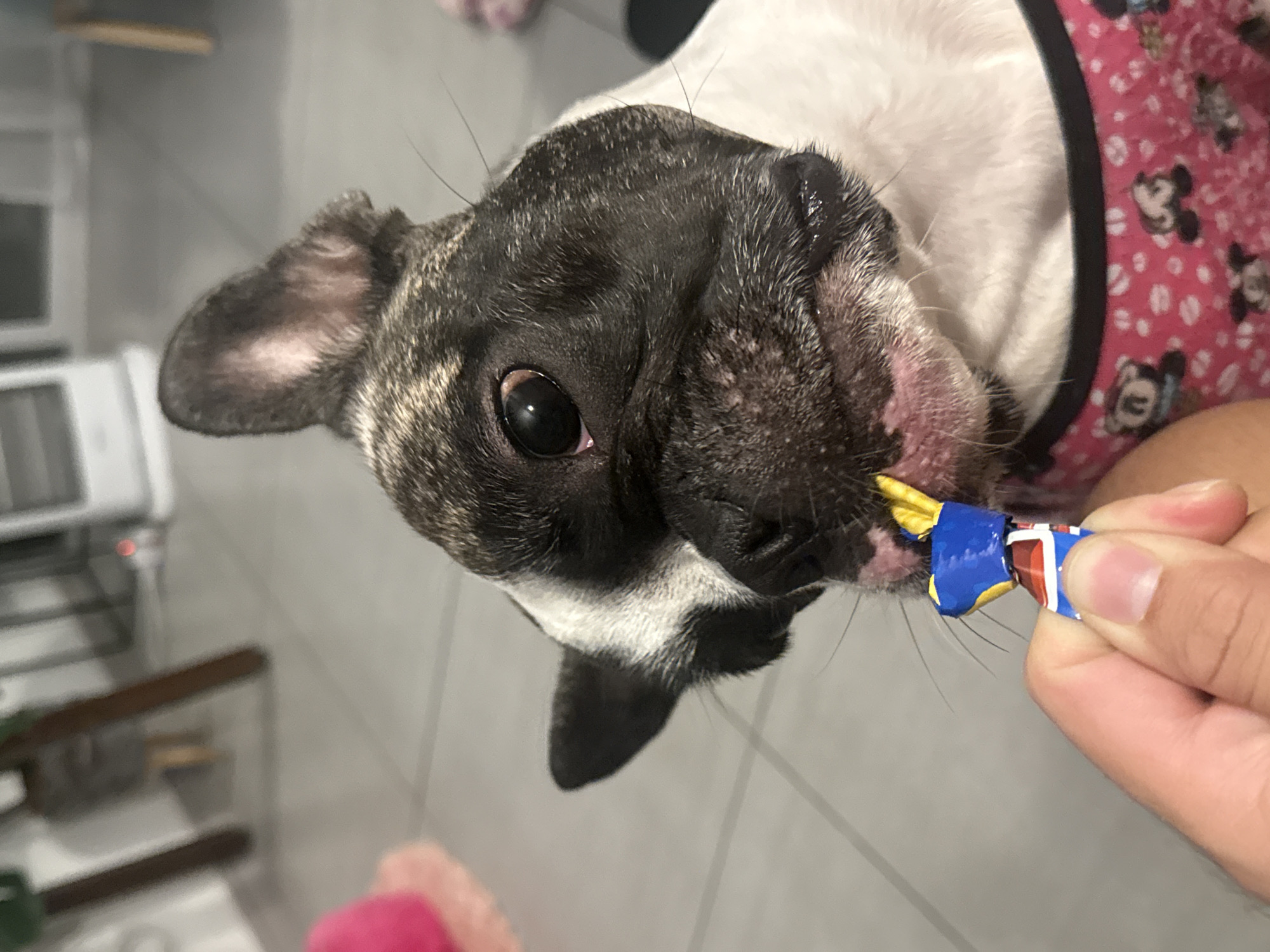 A French Bulldog is being offered a small, colorful candy by a person's hand. The dog's head is turned towards the candy, with its mouth open and tongue slightly extended. The dog is wearing a pink harness with a pattern of cartoon characters. The background appears to be an indoor setting with tiled flooring. The image quality is consistent with a smartphone photo taken indoors. The location in Iquique, Chile is not discernible from the visual information provided.