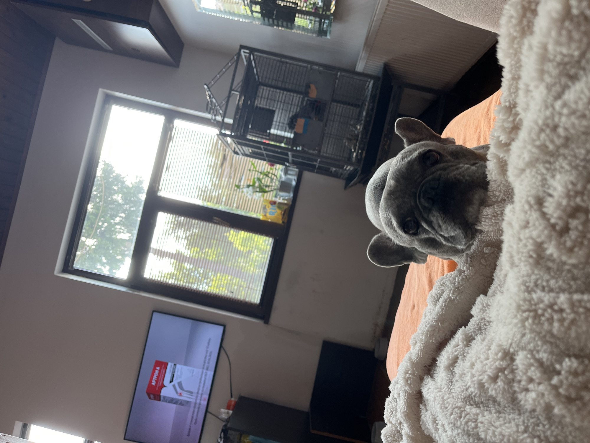 The image, oriented vertically, captures an indoor scene with a focus on a French Bulldog. On the right side, a grey-colored French Bulldog's head is visible, peeking out from under a fluffy white blanket. The dog is resting on an orange-colored surface, likely a bed or sofa, and looks directly towards the viewer with a calm expression.
To the left, a large window with horizontal blinds dominates the upper portion of the wall, allowing bright daylight to stream into the room. Green foliage and trees are visible outside the window. Below the window, a flat-screen television is mounted on the wall, displaying what appears to be an advertisement. The most prominent visible text on the TV screen is "АРТИРОН А" (ARTIRON A) on a red and white box, suggesting a product advertisement, possibly for a pharmaceutical or health-related item.
Above the window, a large, dark metal birdcage stands, containing some objects inside, though no bird is clearly discernible. A dark, rectangular fixture, possibly a ceiling light or vent, is visible in the upper left corner of the room. The walls are painted a light, neutral color. The bright natural light indicates it is daytime. The overall setting is a cozy, domestic interior, likely a living room or bedroom. No people are present in the image.