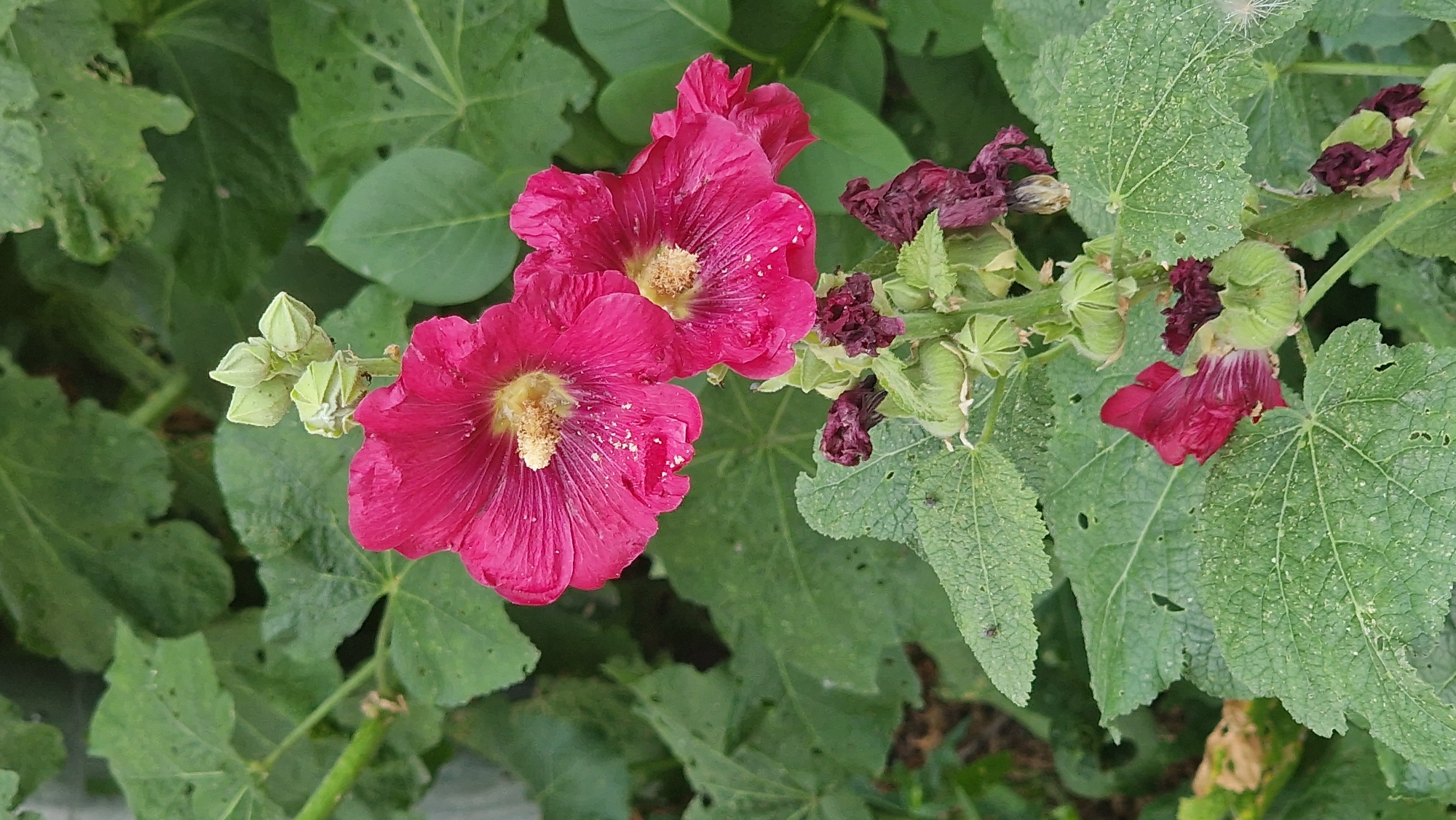 The image displays a close-up view of a flowering plant, likely hollyhock, with several vibrant pinkish-red blossoms and green buds. The flowers have prominent yellow stamens dusted with pollen. The plant has large, textured green leaves with visible veins and some minor imperfections. The background is filled with more of these green leaves, creating a natural, leafy environment. There are a few dried, dark red flower remnants and seed pods visible on the stem. The lighting suggests an outdoor setting, possibly during the daytime. The image does not show any people or specific urban landmarks, and therefore, its location within the city of Kostanay, Kazakhstan, cannot be determined from the visual information provided.