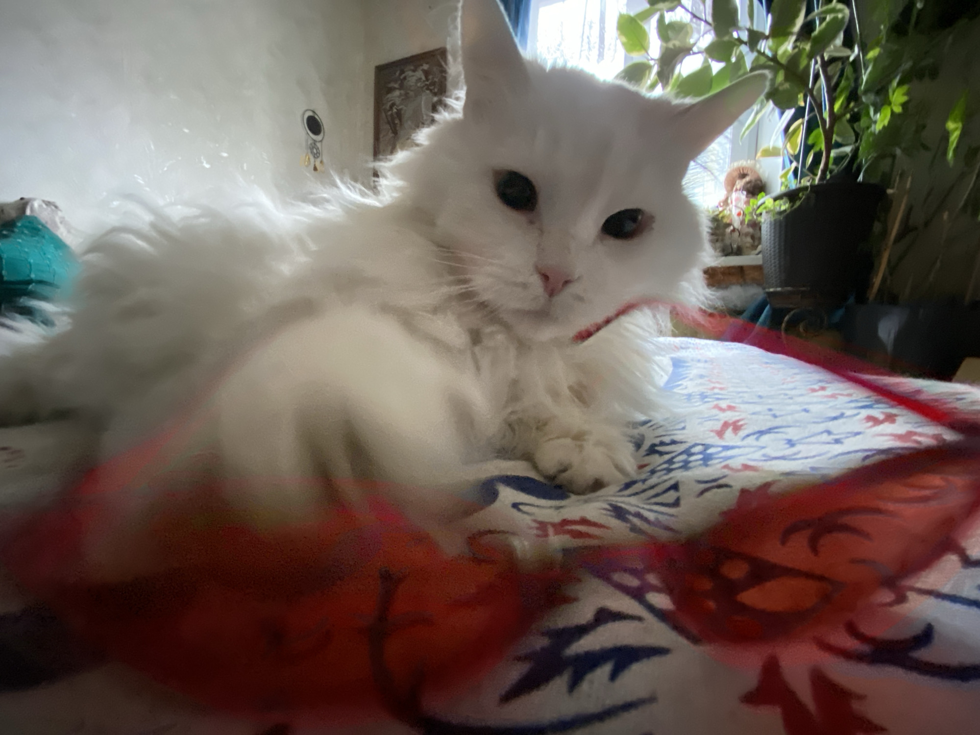 A white cat with long fur is lying on a bed with a patterned blue and white blanket. The cat has its paw extended and is looking towards a red toy that is out of focus in the foreground. Behind the cat, there is a plant in a pot, a window, and a wall with a picture and a dreamcatcher. The image appears to be taken indoors. There is no information visible in the image that could be used to confirm it was taken in the city of Khimki, Russia.