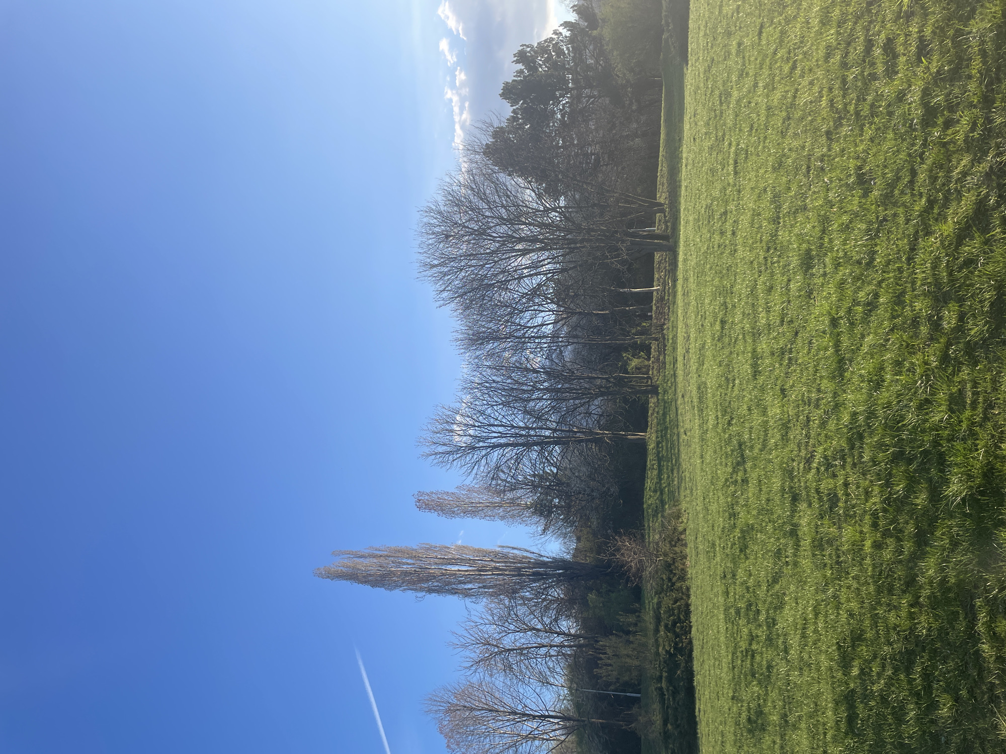 The image depicts a grassy field bordered by trees, under a clear blue sky with a few wispy clouds. The trees are mostly bare, suggesting winter or early spring. A contrail is visible in the lower left of the sky. The location is identified as Sofia, Bulgaria, though there are no specific landmarks visible to confirm this. There are no people present.
