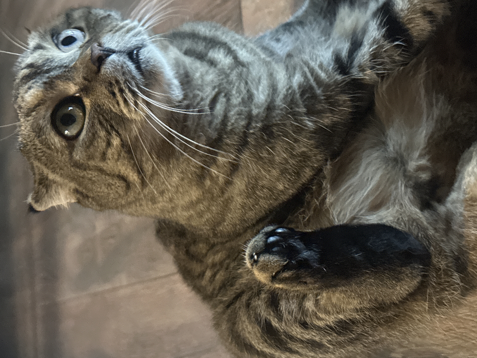 A close-up, medium-shot photograph captures a tabby cat with distinctive grey and black stripes. The cat is in a relaxed, seated position, with its front left paw raised and visible. Its fur is detailed, showcasing variations in color and texture. The cat's eyes are open, with one appearing to have a light blue iris and the other a darker green or brown. Its ears are slightly folded back. The background is softly blurred, showing a floor with a wood-grain pattern. The lighting appears to be ambient, casting soft shadows. The overall impression is of a domestic pet in a comfortable indoor setting. The location in Virki, Russia, is not discernible from the visual information presented in the image.