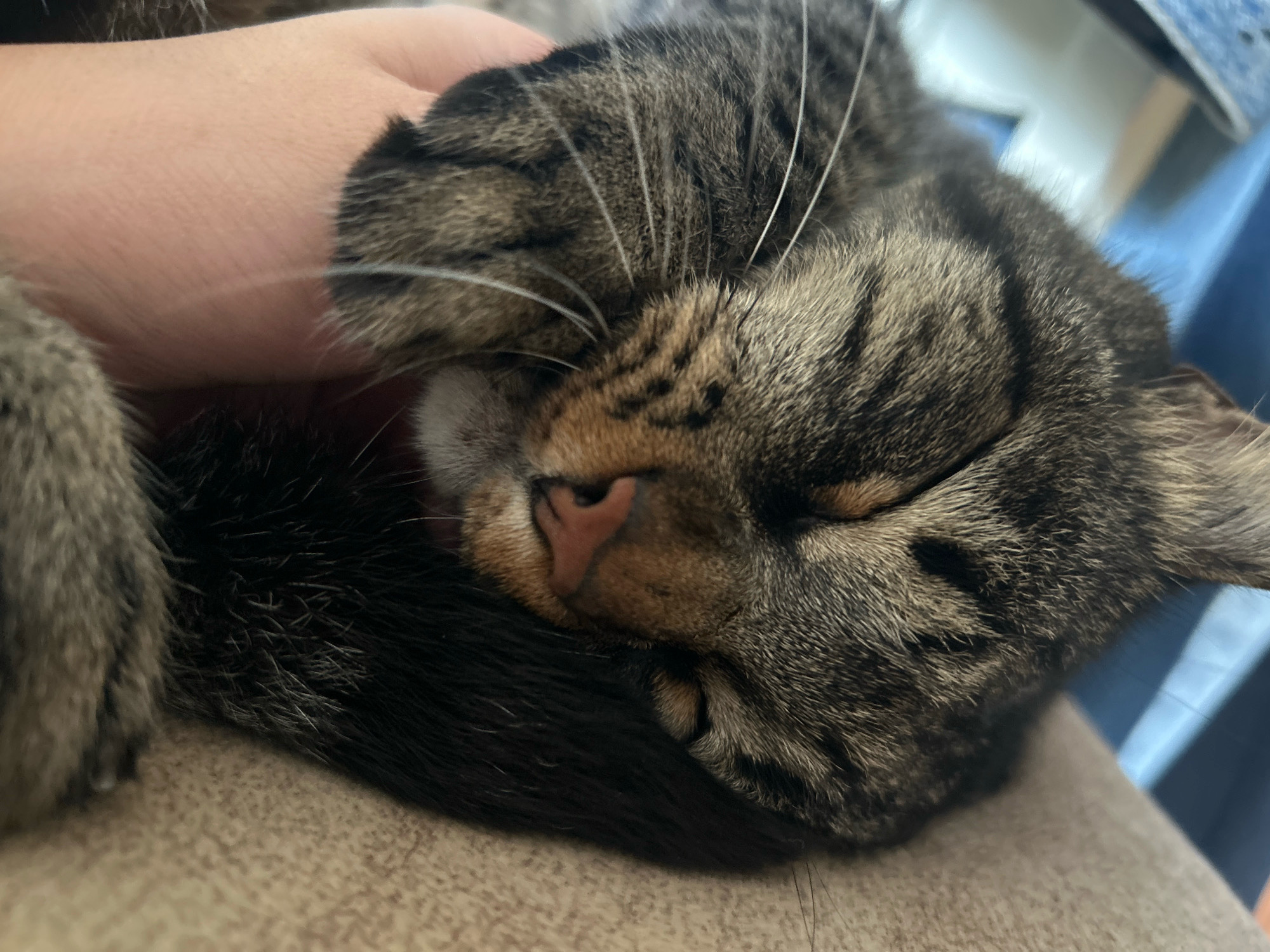The image is a close-up, eye-level shot of a tabby cat sleeping, partially obscured by a human hand. The cat's head is curled towards its body, with its eyes closed and its nose visible. The cat has distinctive black and brown stripes. The human hand, on the left side of the frame, is gently resting on the cat's fur. The background consists of a textured surface, likely a sofa or chair, in a neutral tone, with some out-of-focus blue elements in the upper right corner. The lighting is soft and natural, suggesting an indoor setting. The image does not contain information about the city of Khyrdalan, Azerbaijan.