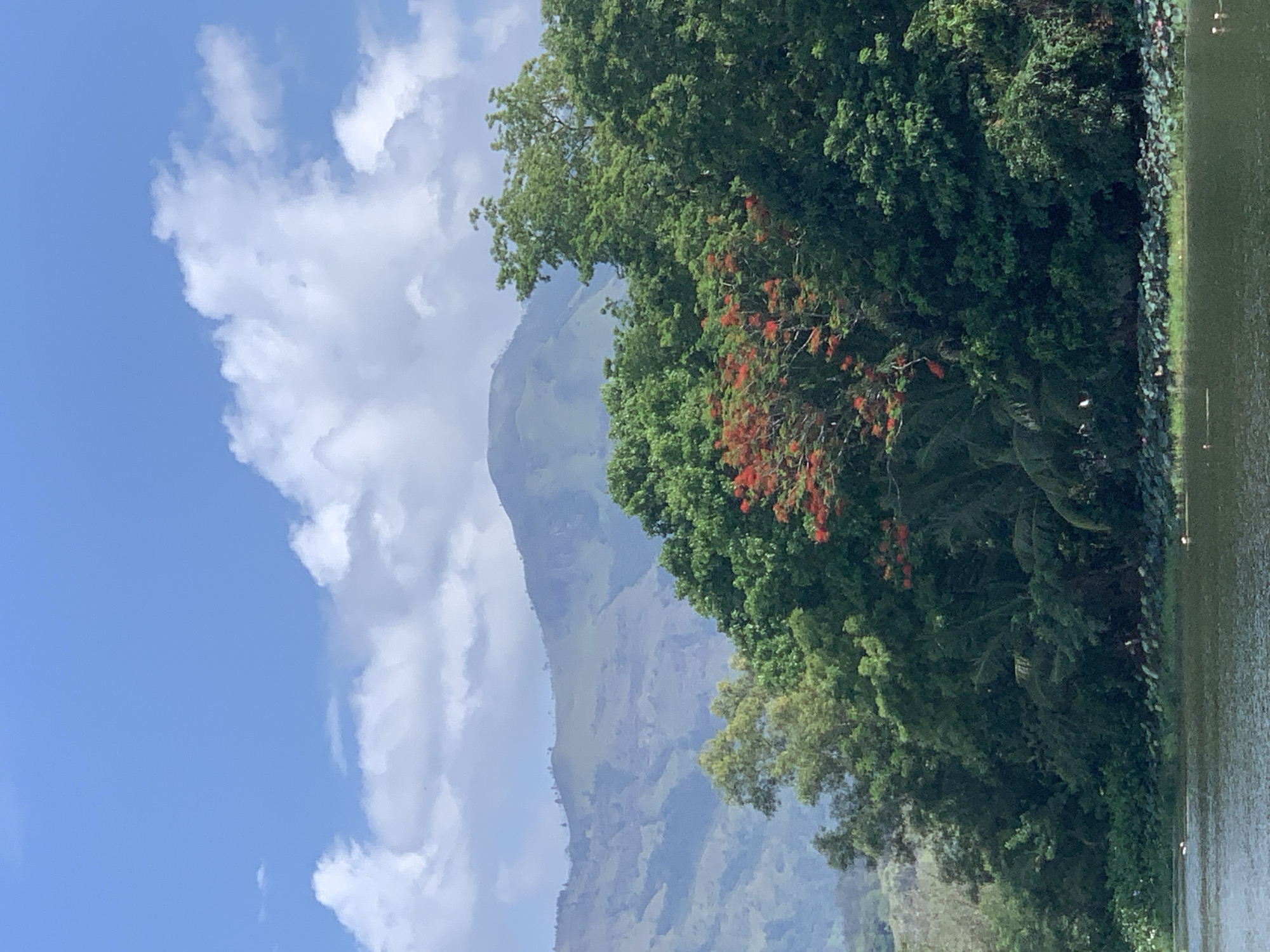 The image depicts a serene lakeside landscape with lush vegetation and rolling hills in the background. The foreground features a body of water with a faint ripple on its surface, bordered by a dense line of trees and foliage. Among the greenery, a tree with vibrant red flowers stands out, adding a splash of color to the scene. In the distance, gently sloping mountains are visible, partially shrouded in a soft haze, under a bright blue sky with scattered white clouds. The overall impression is one of natural tranquility.