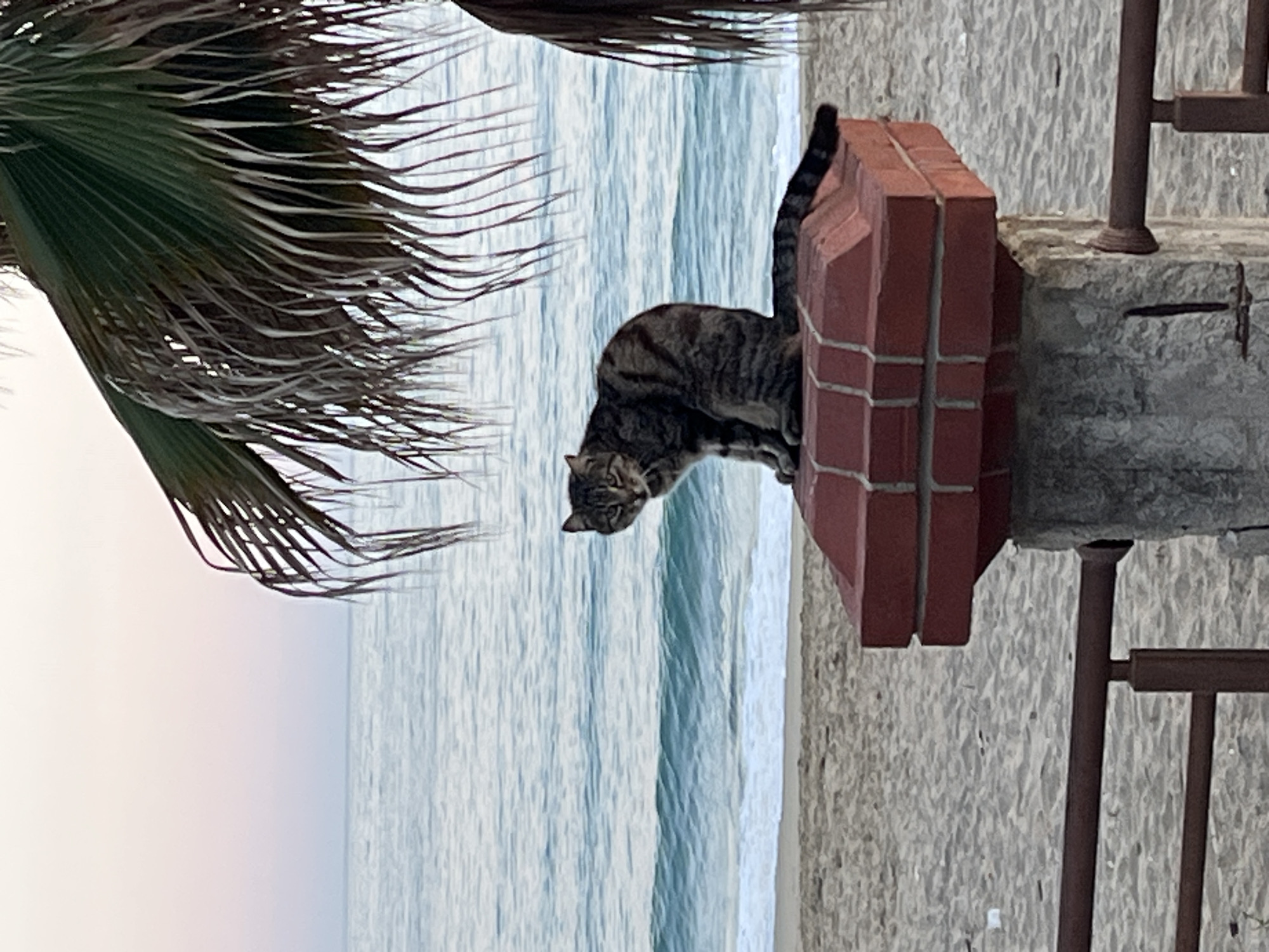 A cat is perched on a red brick pillar at a beach in Alanya, Turkey. The cat, a tabby, is looking down. Behind the cat, the sea is visible. To the left of the cat, there's a palm frond. To the right, there's a metal railing. The beach is sandy. The sky is light with some pinkish tones.