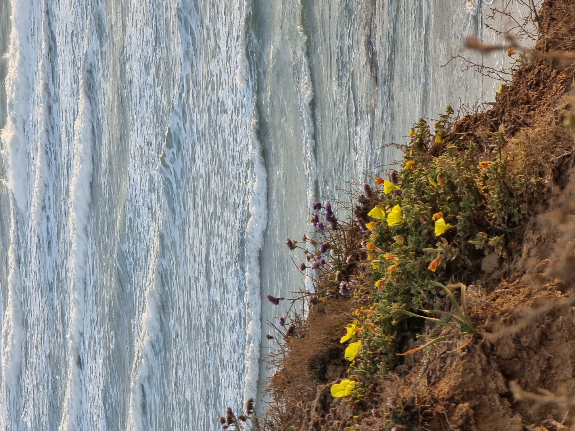 The image shows the Mediterranean Sea meeting the shoreline at Herzliya, Israel. The water is a pale blue-gray, marked by repetitive, linear waves with white foam crests running parallel to the shore. Adjacent to the water, a rugged cliff face is covered with vegetation. The plants are a mix of green foliage, yellow and orange poppy-like flowers, and purplish dried flower stalks. The soil is exposed in places, showing a brownish, textured surface.