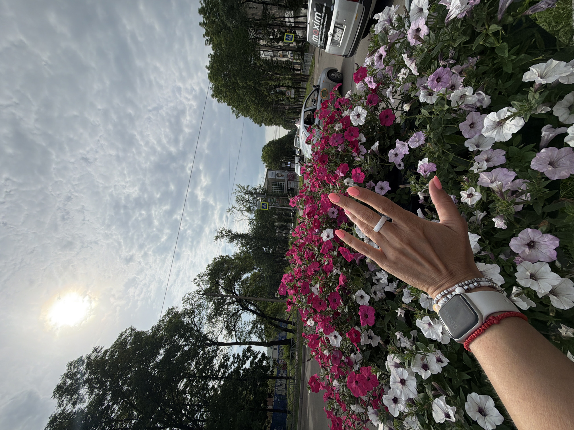 A first-person perspective shot captures a woman's hand with painted nails extended towards a vibrant flower bed overflowing with pink and white petunias. She wears a smartwatch on her left wrist, along with beaded bracelets, and a red string bracelet. The flower bed is situated on a street in Birobidzhan, Russia, with trees lining the background and a cloudy sky overhead. Cars are visible on the street, including a silver car with "maxim" branding and a license plate. The sun is bright, partially obscured by clouds.