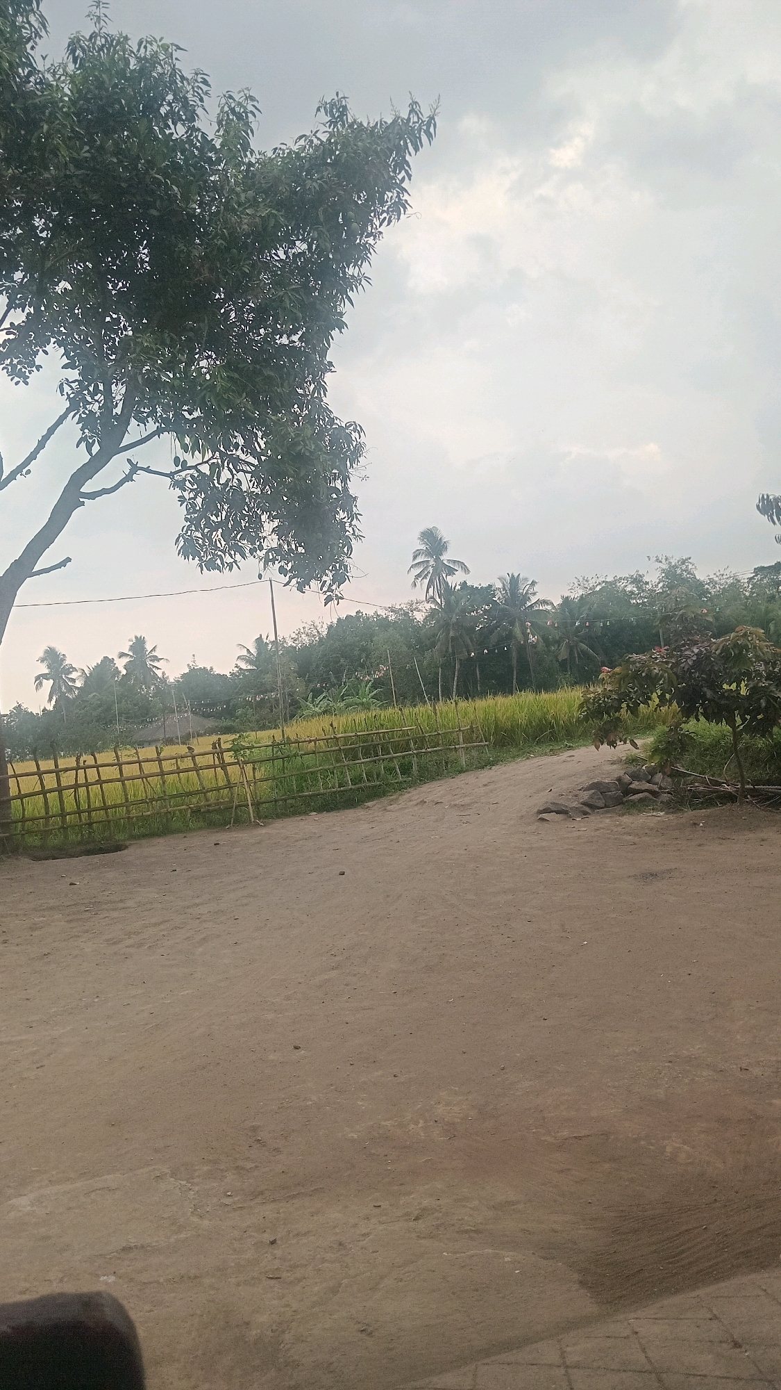 The image depicts a rural landscape in Pesanggrahan, Indonesia. A dirt path occupies the foreground, leading towards a field of ripe yellow crops, likely rice paddies. A rustic fence made of bamboo poles separates the path from the field. In the background, a line of lush green trees and tall palm trees stretches across the horizon, under a slightly overcast sky. A large tree with dark green foliage is visible on the left side of the image, its branches extending towards the sky. The scene is tranquil and evokes a sense of rural Indonesian life.