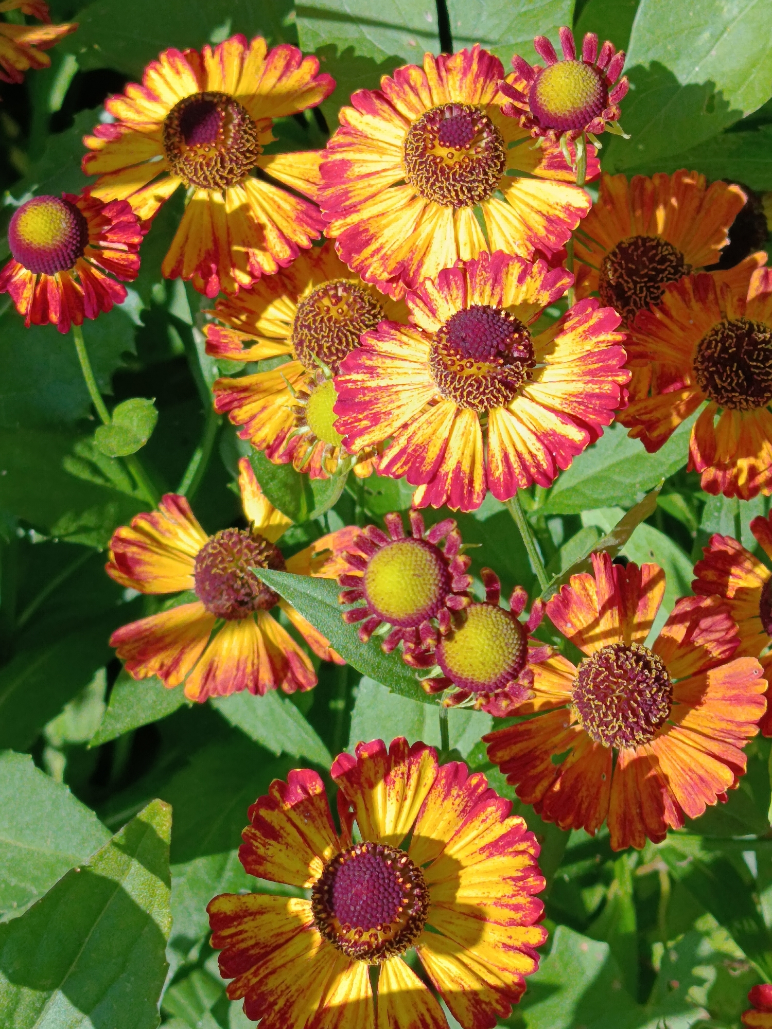 This is a close-up, overhead shot of a cluster of helenium flowers. The flowers are vibrant, with yellow petals streaked with red and orange. The centers of the flowers are a deep reddish-brown, textured with small seed-like structures. The petals are pointed and slightly curled. Some of the flowers are in full bloom, while others are still developing or have a more pronounced central bud. The background consists of lush green leaves, some of which are in sharp focus, casting shadows on the flowers. The lighting suggests a sunny day. There are no people or man-made objects visible in the image. The image captures a natural scene, likely in a garden or a wild meadow. The location is identified as Vereya, Russia, implying this is a natural environment within that region.