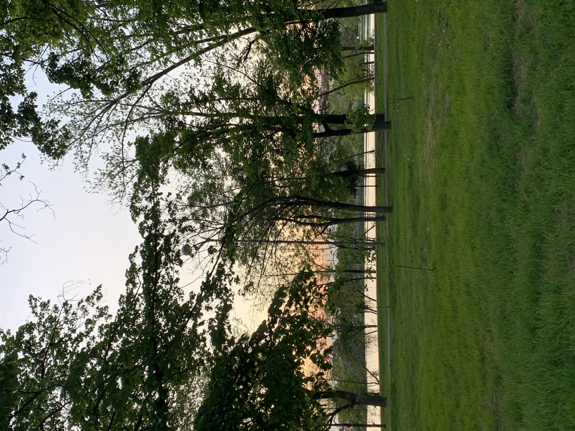 The image shows a park setting, likely near a body of water such as a lake or river. Green grass is visible in the foreground and background. Trees frame the scene, with branches and leaves filling the top and sides of the image. A body of water is visible through the trees, with the setting sun reflecting on its surface. The image is taken at dusk or dawn, as indicated by the soft, warm lighting. The location is Unknown, Unknown.