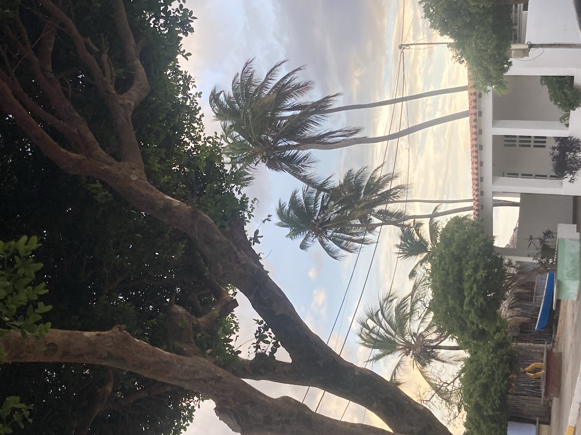 This outdoor, eye-level photograph captures a tranquil tropical street scene, likely during the late afternoon or early evening, given the soft, warm light in the sky. The image is currently rotated 90 degrees counter-clockwise.
When viewed correctly, a large, gnarled tree with thick, textured brown branches and dense green foliage dominates the left side of the frame, extending across much of the foreground and midground. Its leaves create a deep green canopy, with some areas appearing shadowed.
In the midground, several tall palm trees with slender trunks and green fronds stand against the sky. Their fronds show some movement, possibly from a gentle breeze. Thin power lines are visible, stretching horizontally across the upper midground.
To the right, a multi-story white building with a terracotta-tiled roof and a covered balcony or porch area is visible. The building has rectangular windows. Green bushes and smaller trees surround the structure. Partially obscured by foliage at the lower right, a blue elongated object, possibly a surfboard or small boat, and some yellow items can be seen.
The sky is partly cloudy with soft white and grey clouds, tinged with warm yellow and orange hues near the horizon, indicative of a sunset. No people or specific activities are visible, contributing to the serene atmosphere. There is no visible text in the image. The tropical vegetation, building style, and power lines are consistent with a location like Juan Griego, Venezuela.