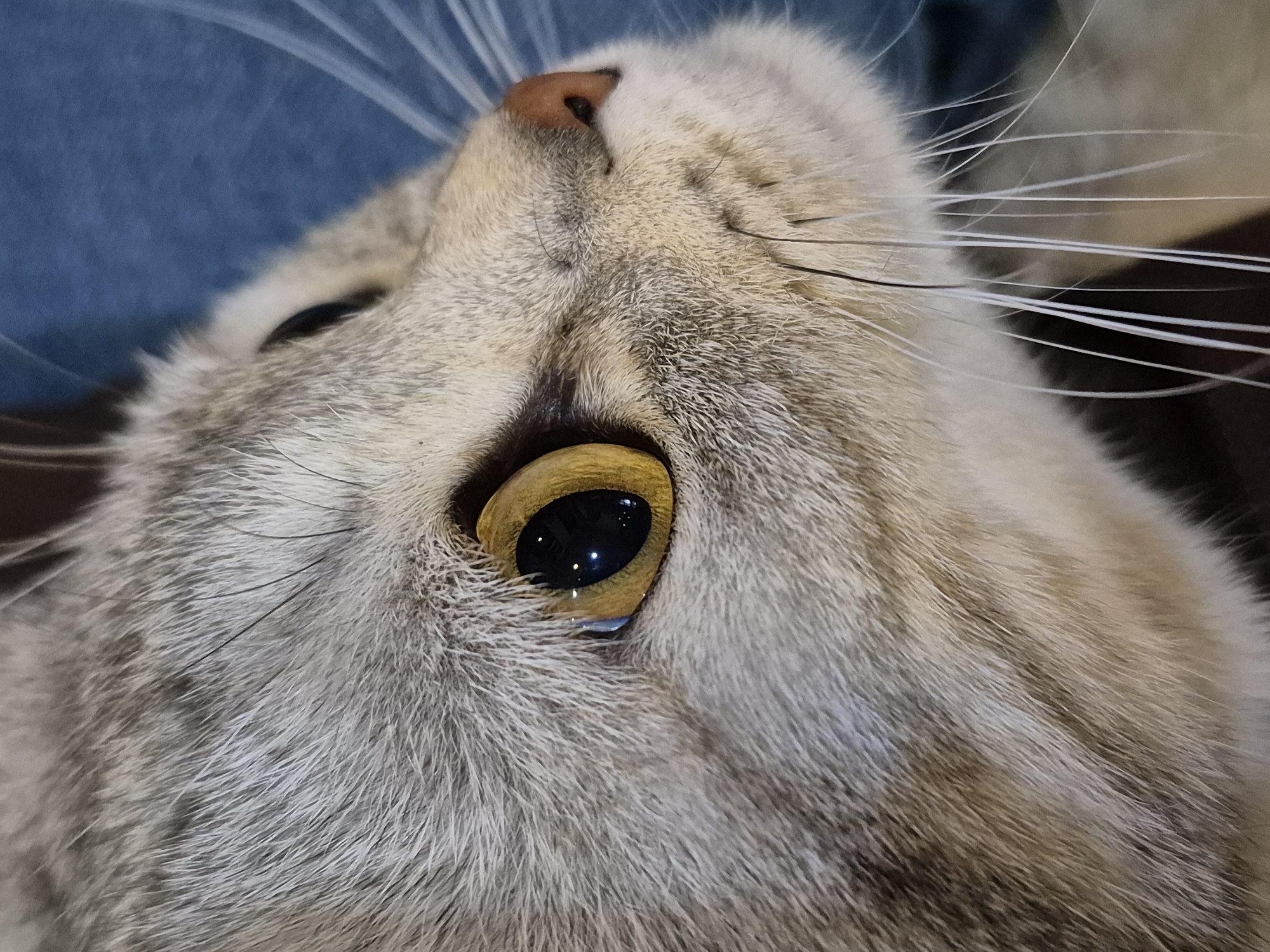 The image is a close-up of a cat's face. The cat has gray and white fur, with distinctive tabby markings. Its eye is yellowish-brown with a black pupil. The cat's whiskers are long and white, and its nose is pink. The background is blurred, but it appears to be a dark surface with some blue fabric visible in the top left corner. There is no indication of the location being Chaikovsky, Russia, or any identifiable elements in the image to confirm that. The image primarily focuses on the details of the cat's facial features.
