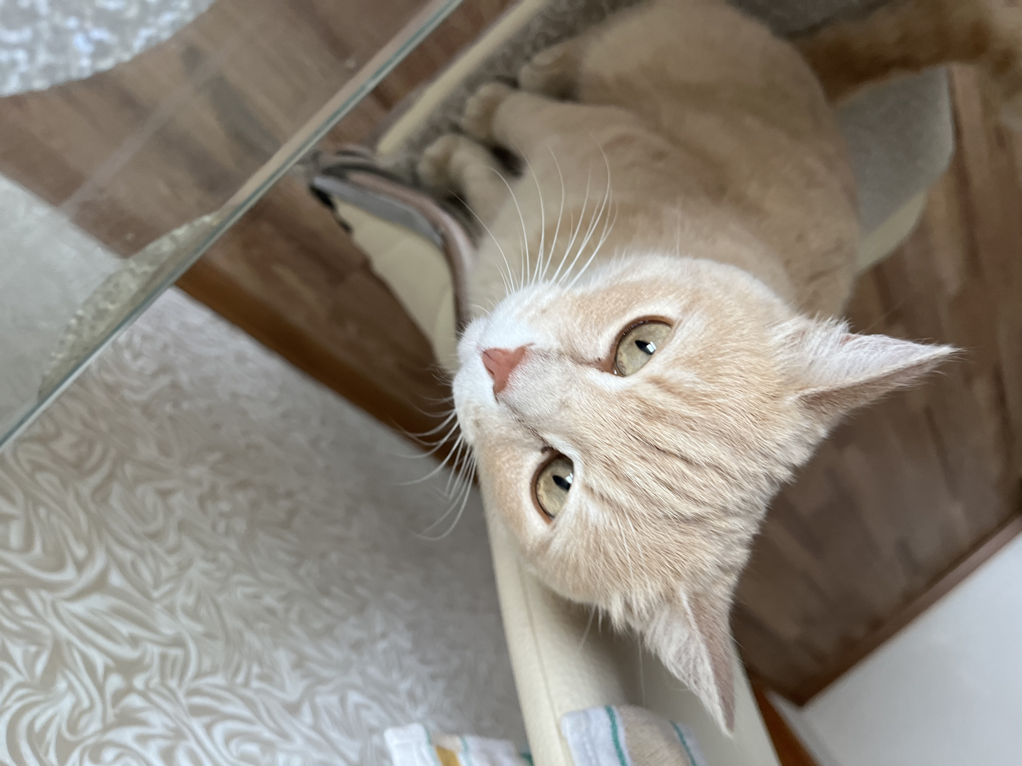 The image depicts an indoor scene in the city of Novocheremshansk, Russia. A domestic short-haired cat, primarily light ginger or cream in color with subtle tabby markings on its head, is seated on a soft, light-colored surface, possibly a cat tree platform or cushion. The cat has amber-gold eyes with distinct black pupils, a pink nose, and long white whiskers. It is looking upwards and slightly to its right, directing its attention out of frame. Behind the cat, a vertical beige structure, likely part of a cat tree or furniture, is visible. To the cat's left, a wooden floor with visible planks or parquet patterning meets a light-colored wall. To the right, the wall is covered with a patterned wallpaper featuring swirling, abstract, organic designs in light beige or off-white tones. In the upper portion of the frame, a textile with green, white, and yellow stripes is visible, possibly draped over an object. A thin, clear glass edge, likely from a table, is present in the lower right foreground, showing a faint reflection of the surrounding environment. The scene is well-lit with ambient light.