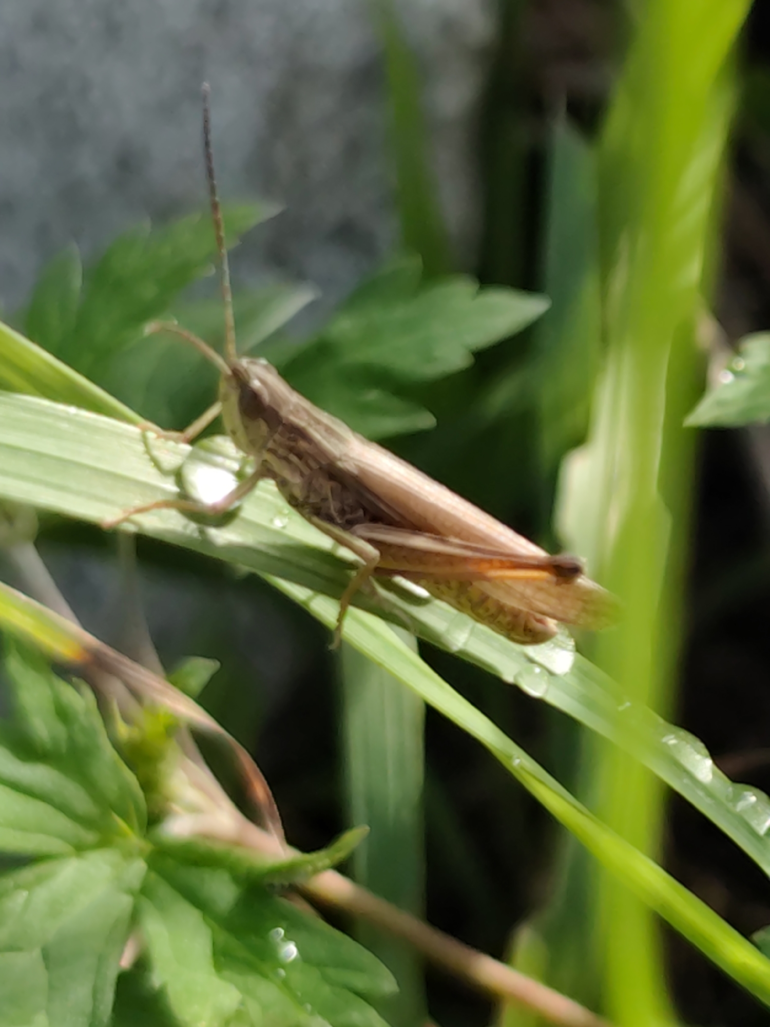A close-up, slightly out-of-focus shot captures a brown grasshopper perched on a blade of green grass. The grasshopper is positioned horizontally, facing left, with its body segmented and its long antennae extending upwards. Dewdrops glisten on the grass blades, indicating a recent rainfall or morning dew. The background is a blur of green foliage and a light-colored, textured surface, possibly a wall. The image does not contain any specific identifiable landmarks to pinpoint its location within Komsomolsk-on-Amur, Russia. There are no people or actions depicted in the scene.